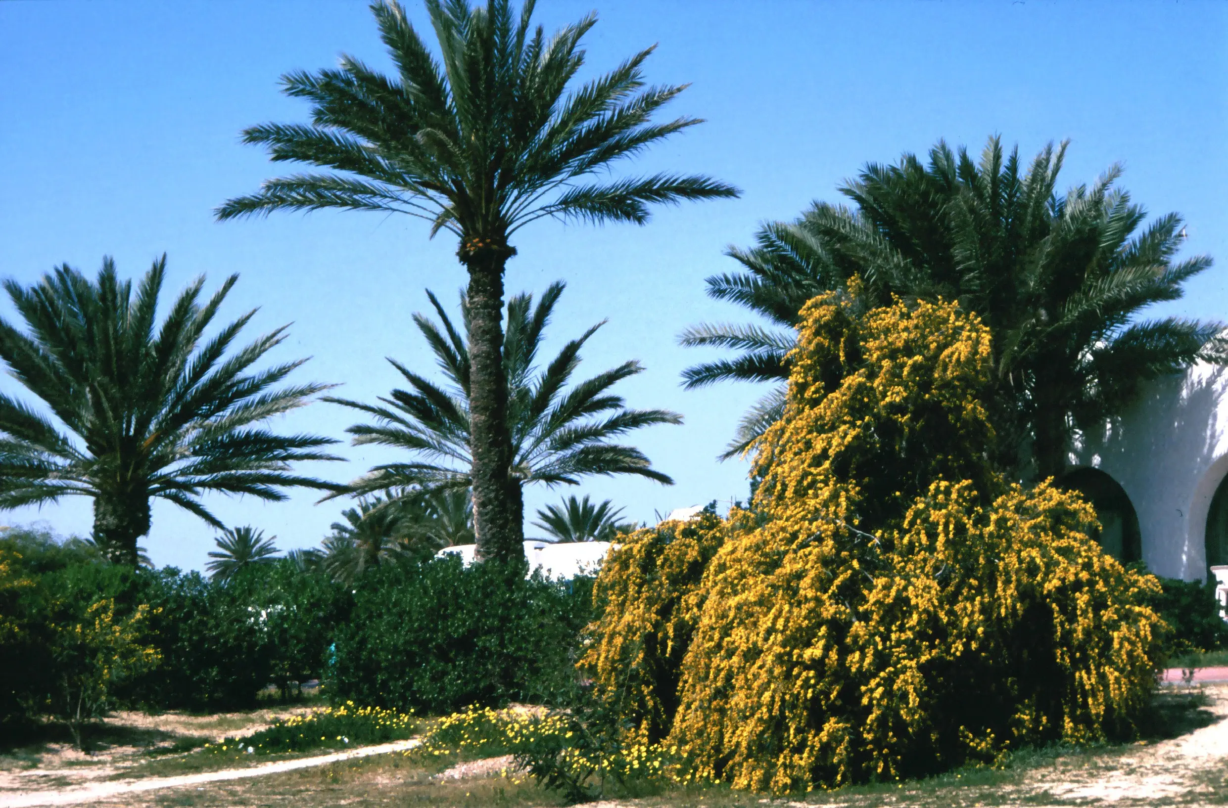 &Fotowelt - pflanzen\baeume