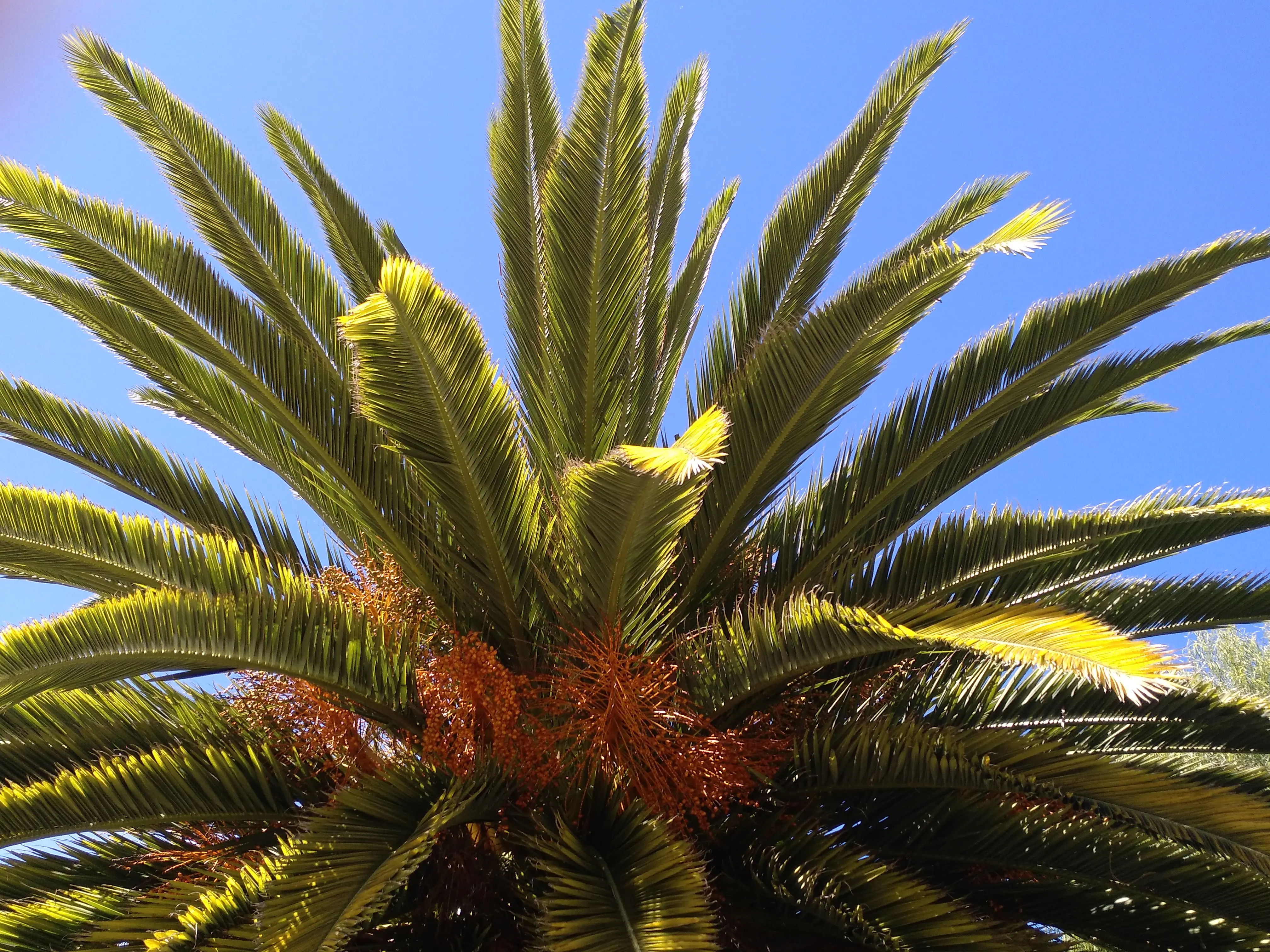 &Fotowelt - pflanzen\baeume