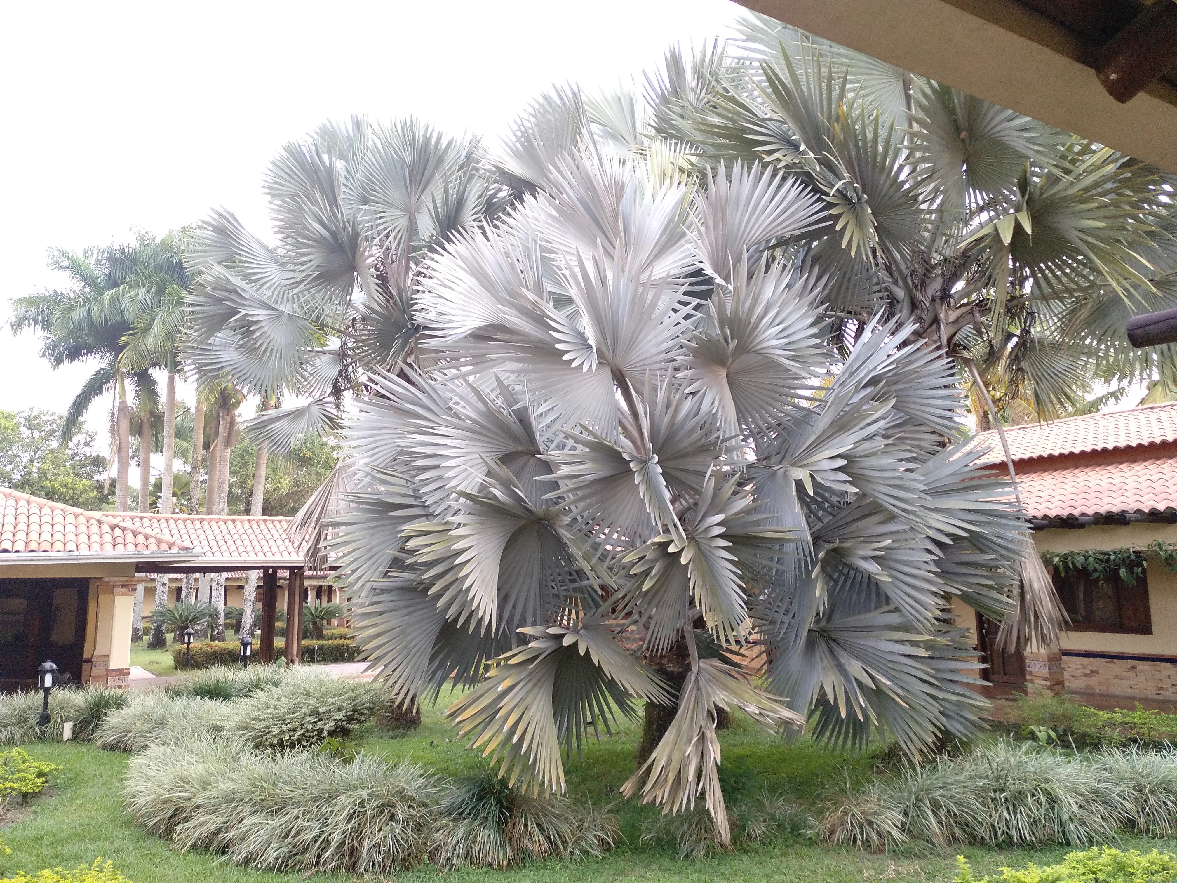 &Fotowelt - pflanzen\baeume