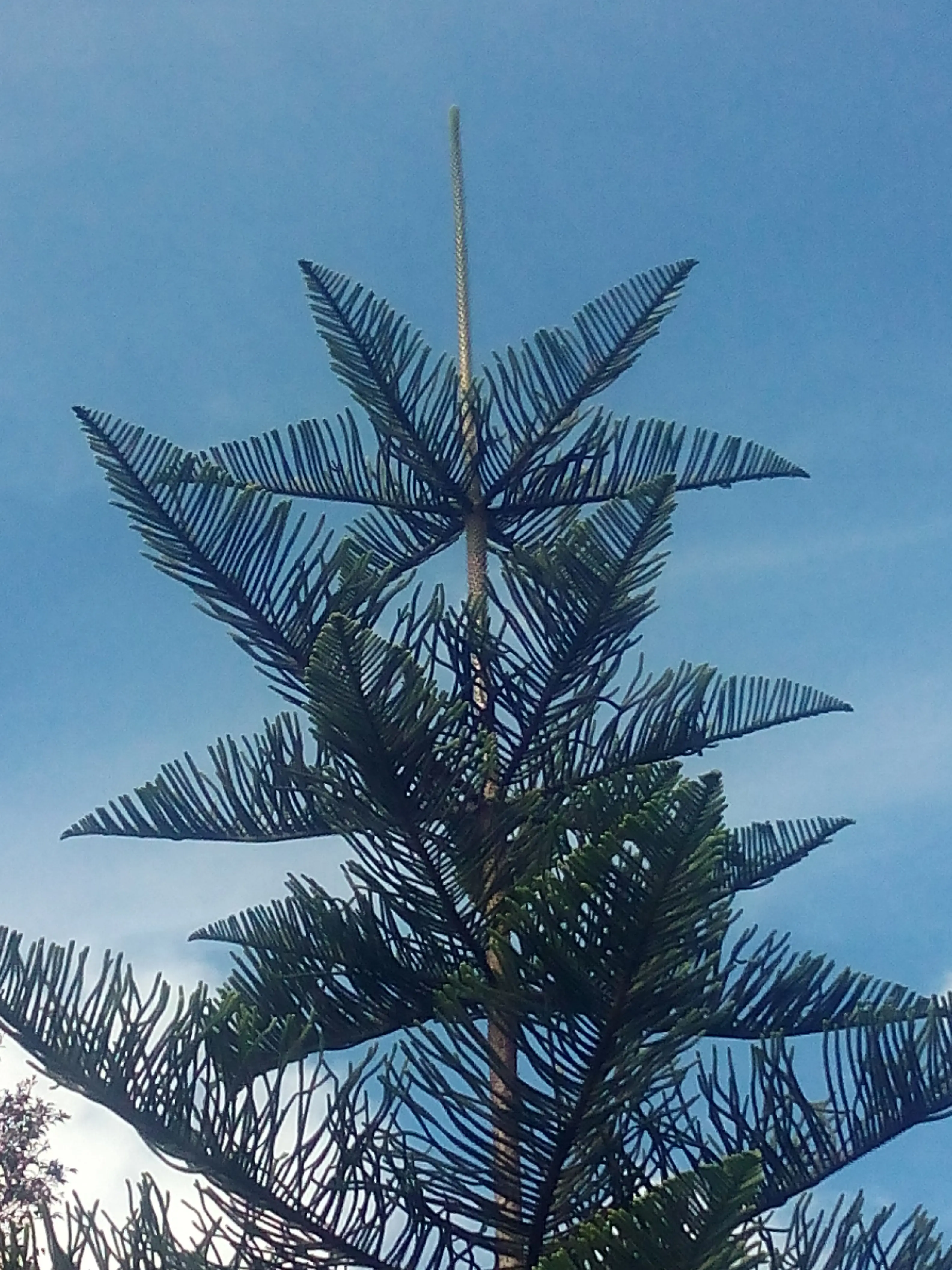 &Fotowelt - pflanzen\baeume