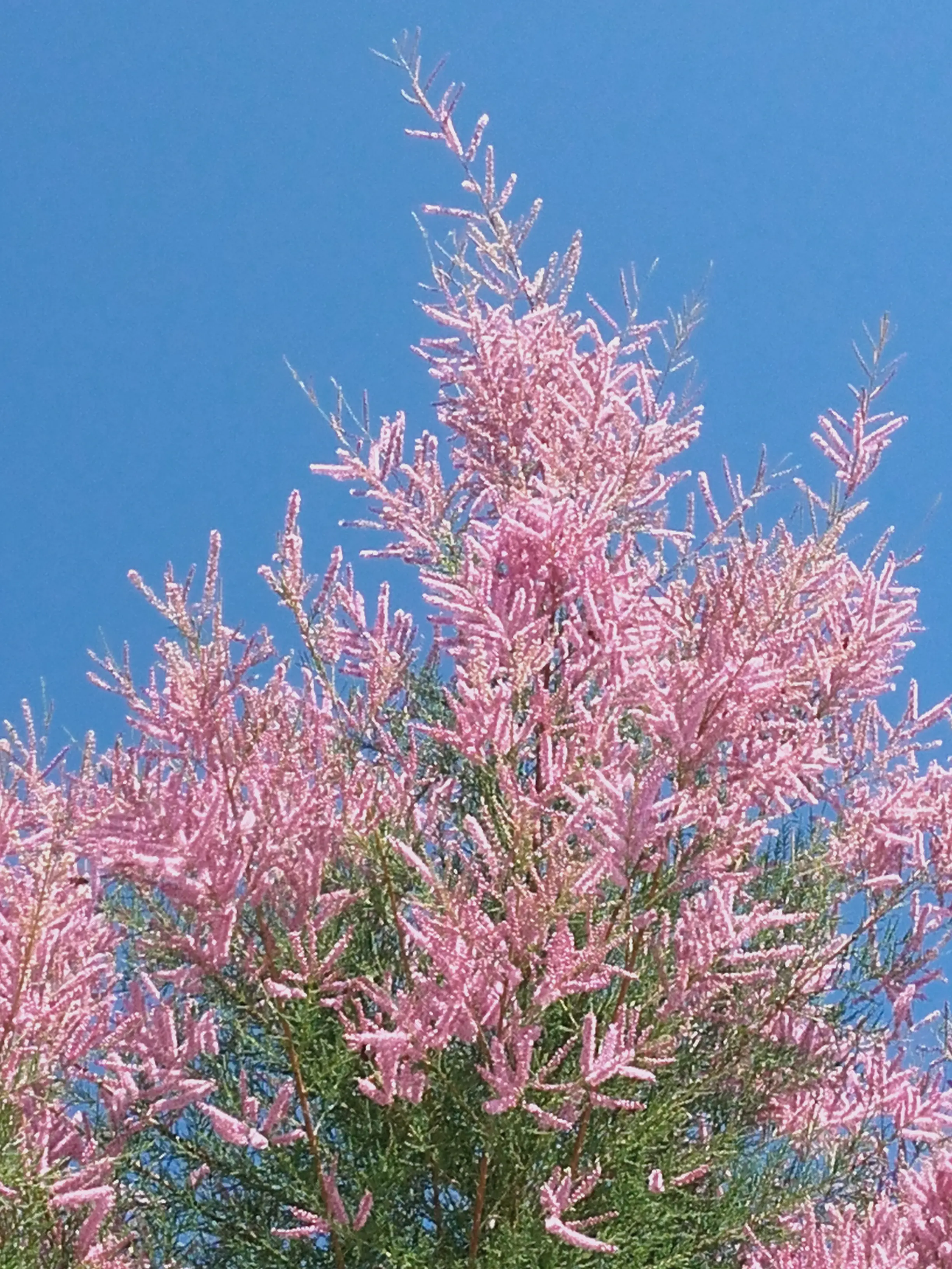 &Fotowelt - pflanzen\baeume