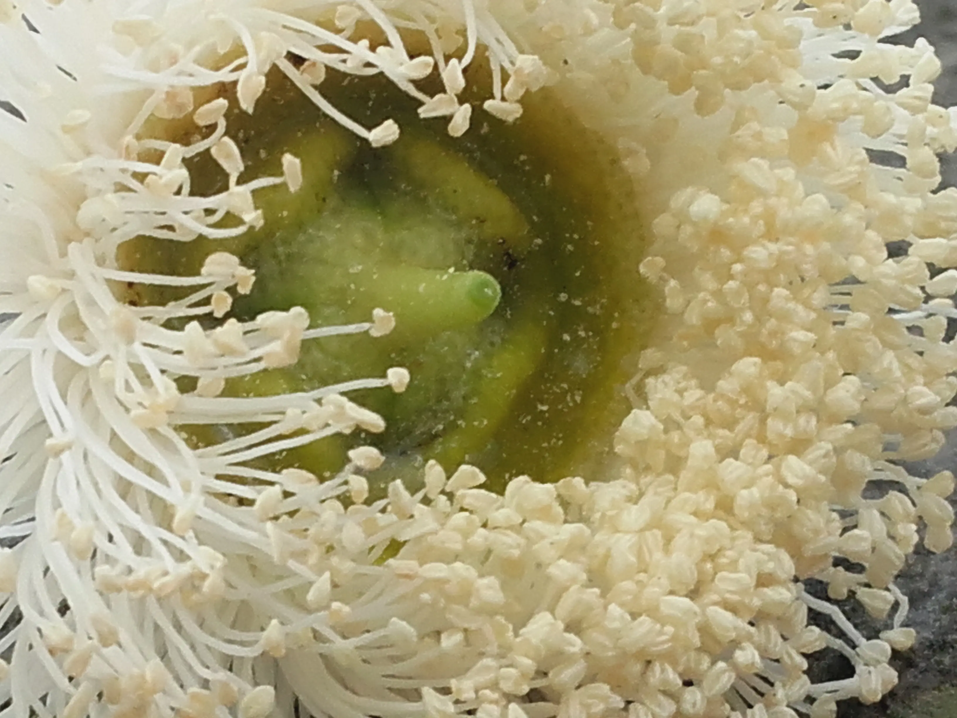 &Fotowelt - pflanzen\baeume