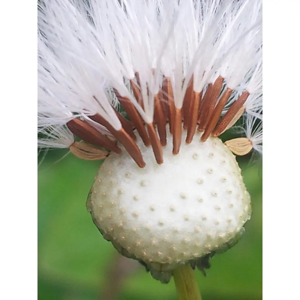 &Fotowelt - pflanzen\Blumen