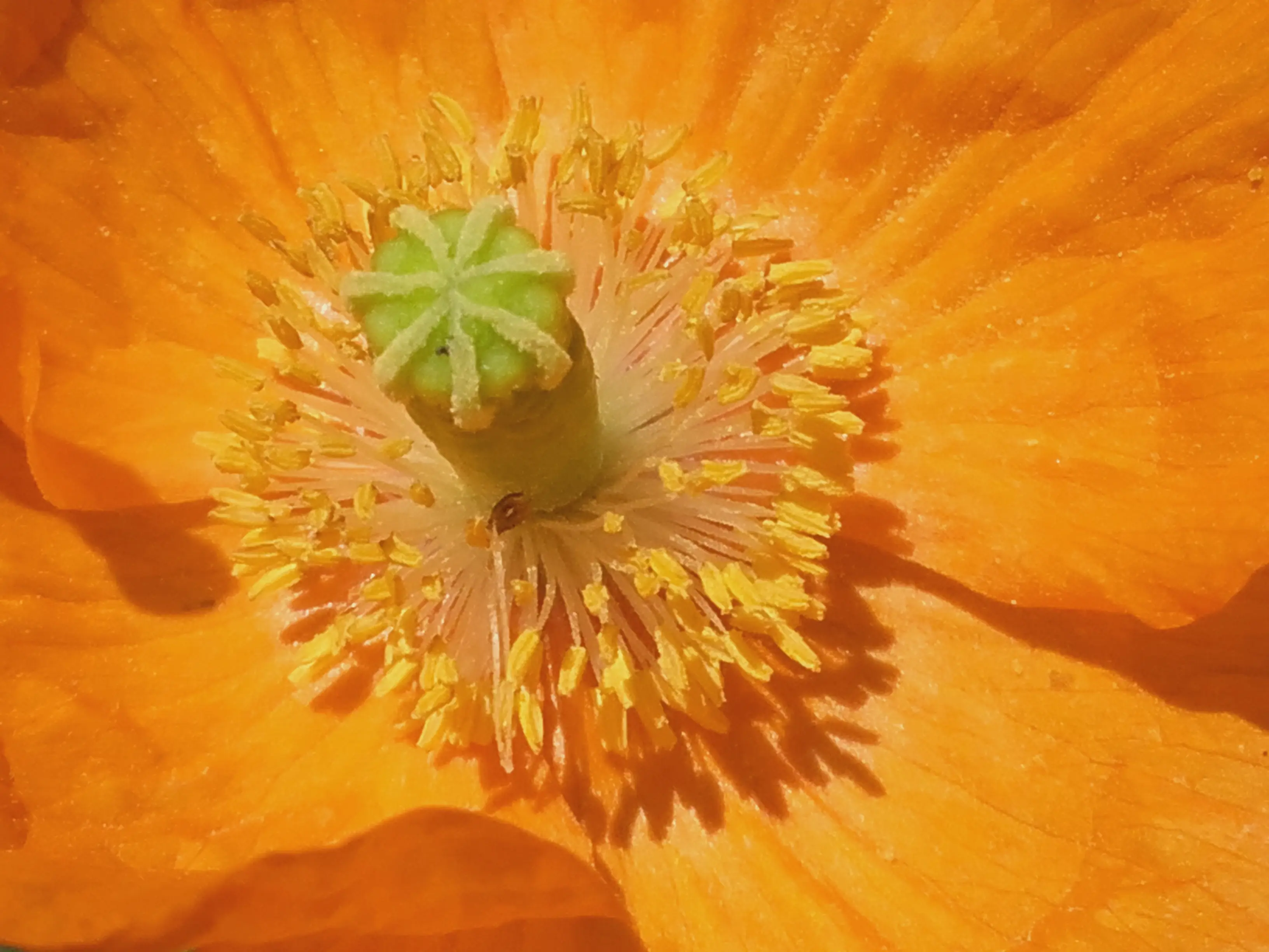 &Fotowelt - pflanzen\Blumen