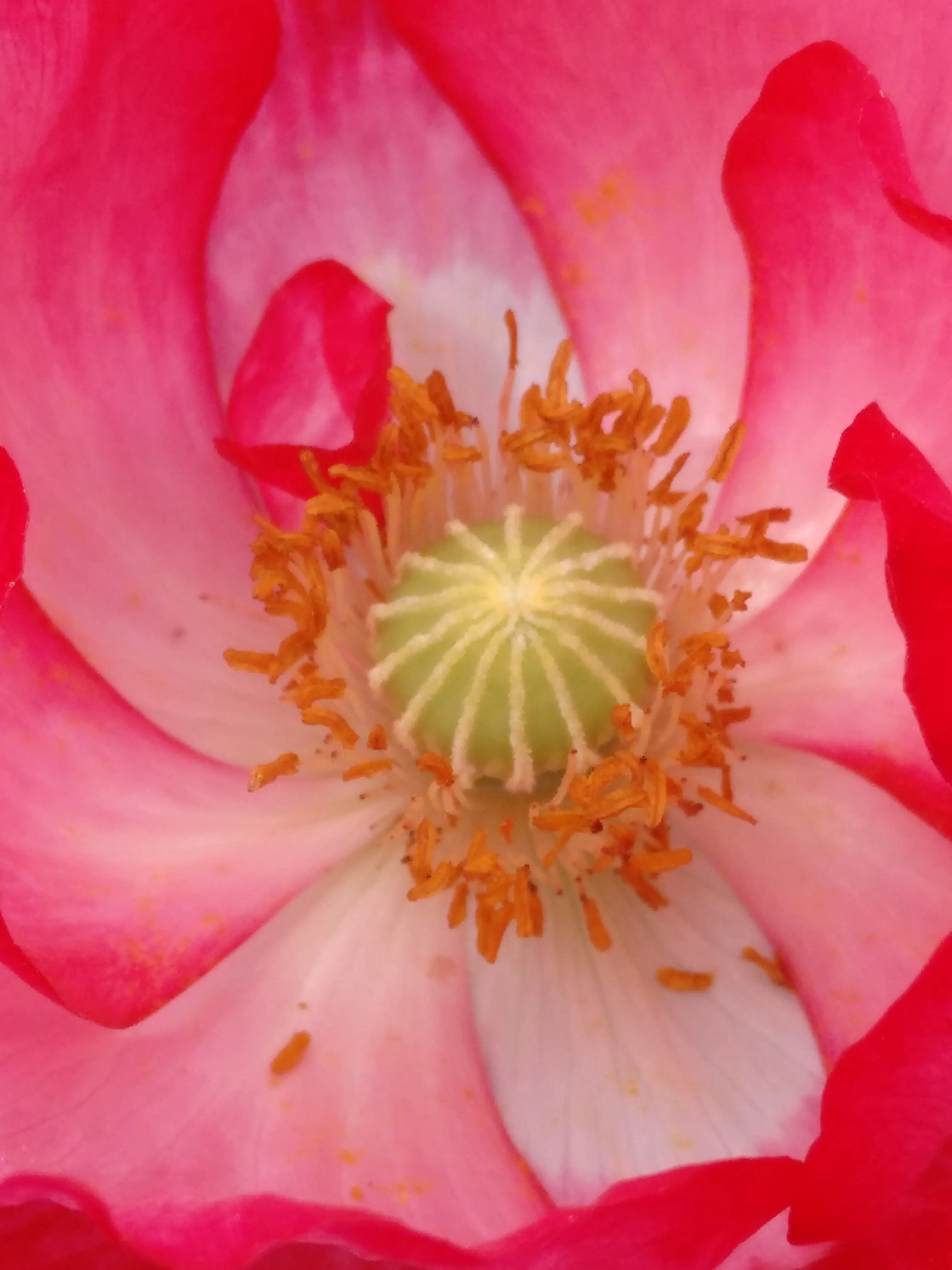 &Fotowelt - pflanzen\Blumen