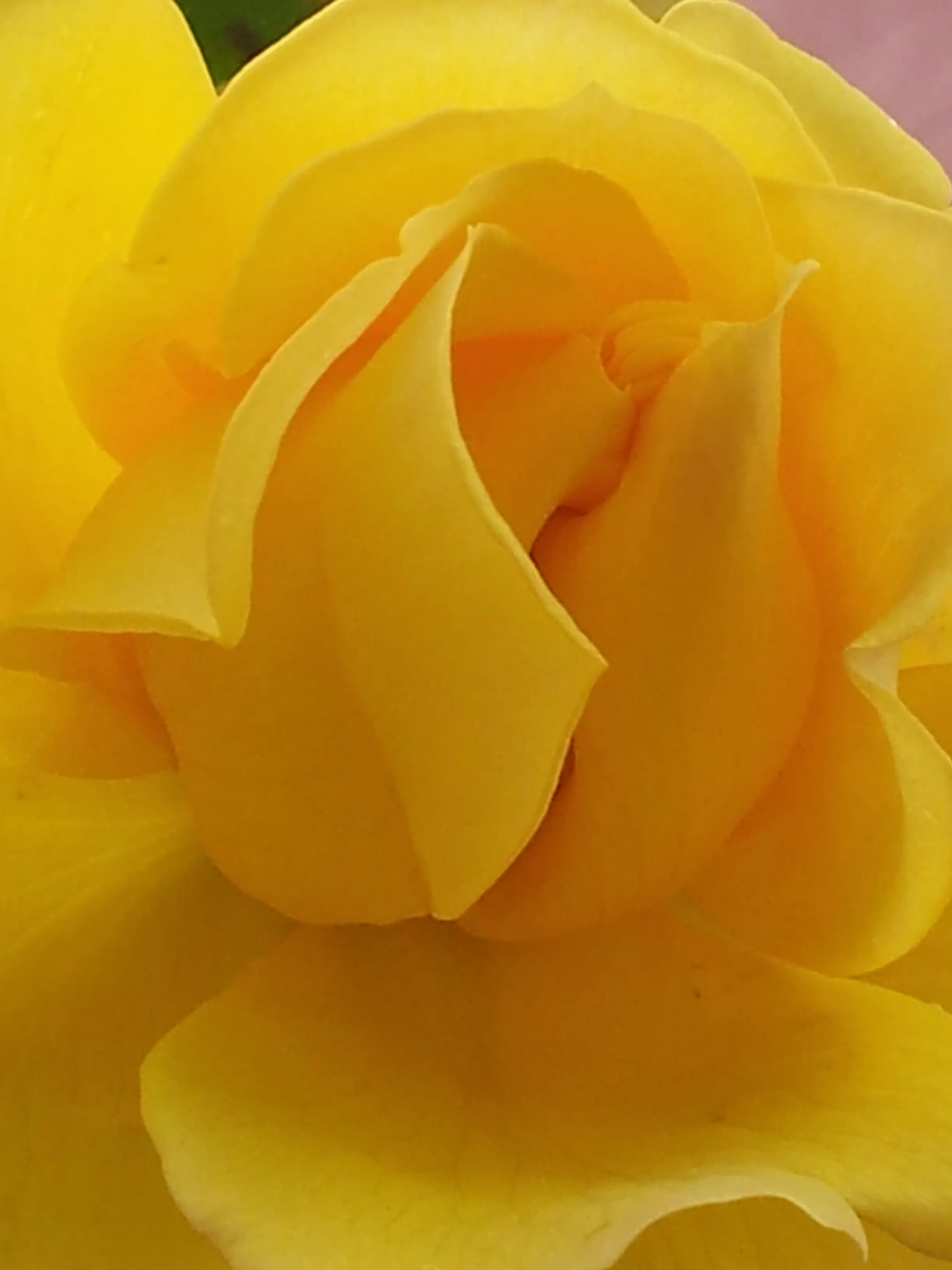 &Fotowelt - pflanzen\Blumen