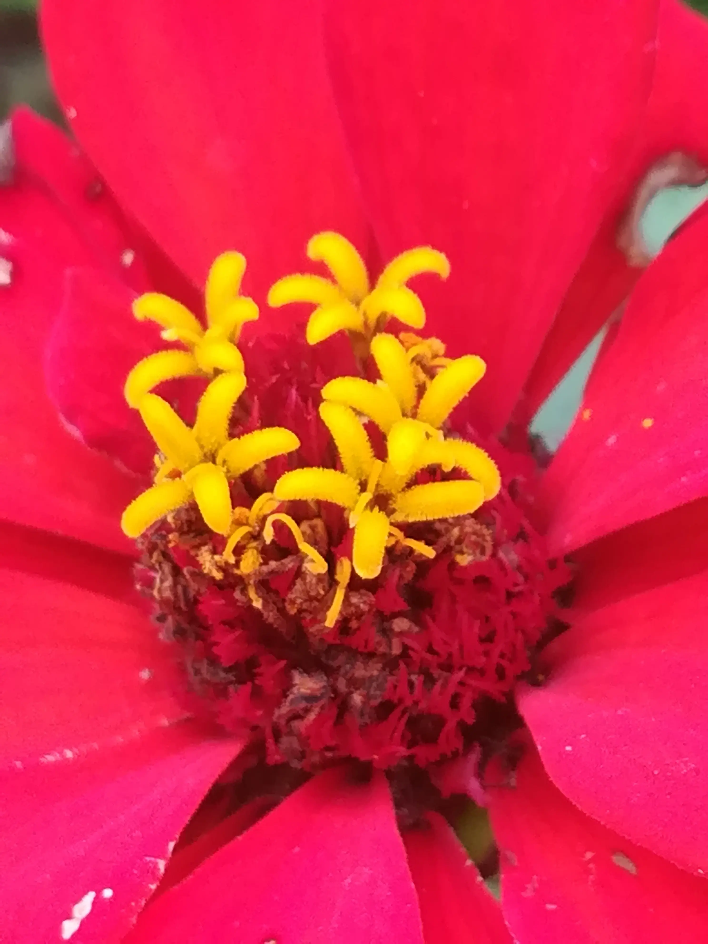 &Fotowelt - pflanzen\Blumen