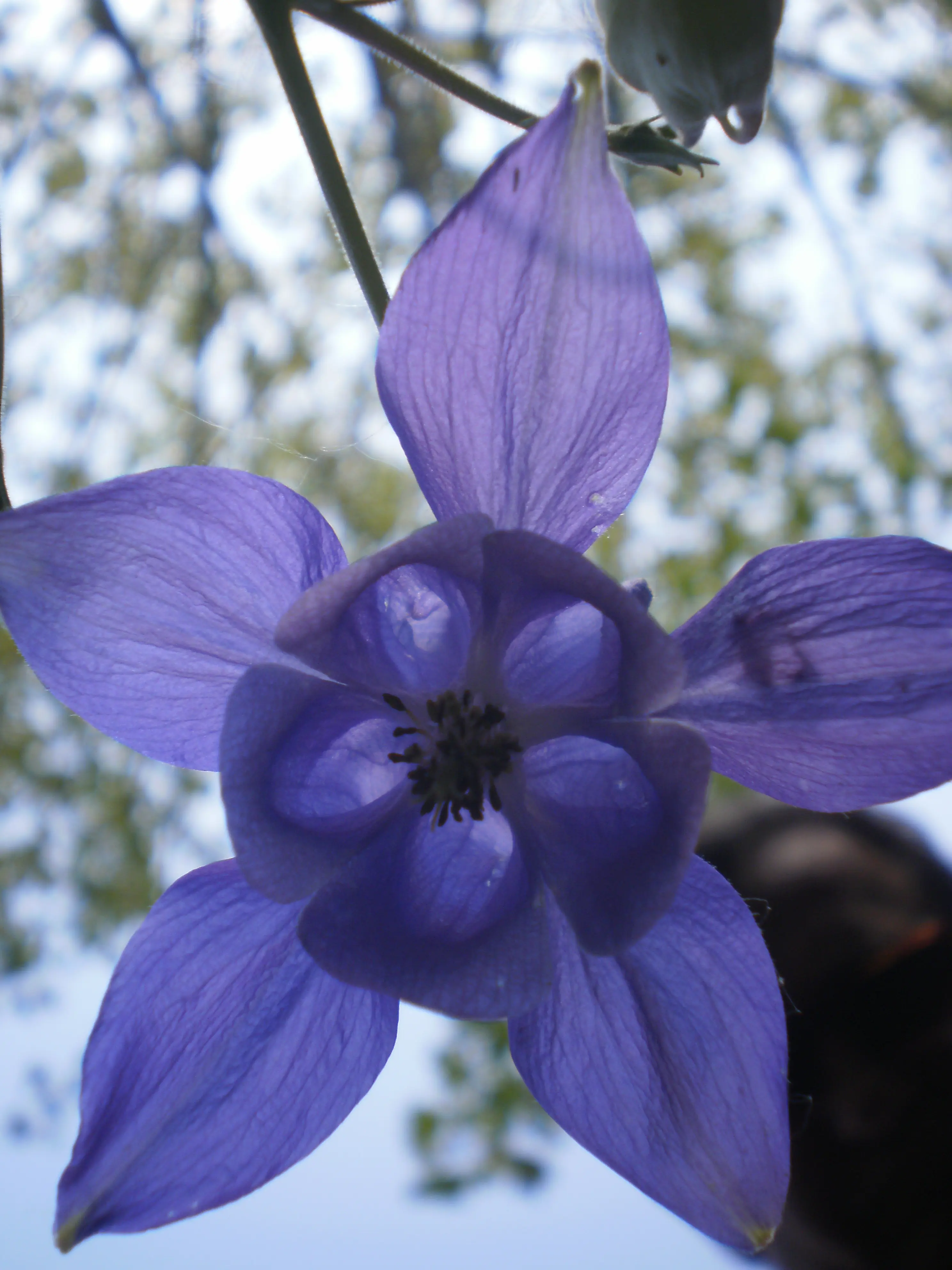 &Fotowelt - pflanzen\Blumen