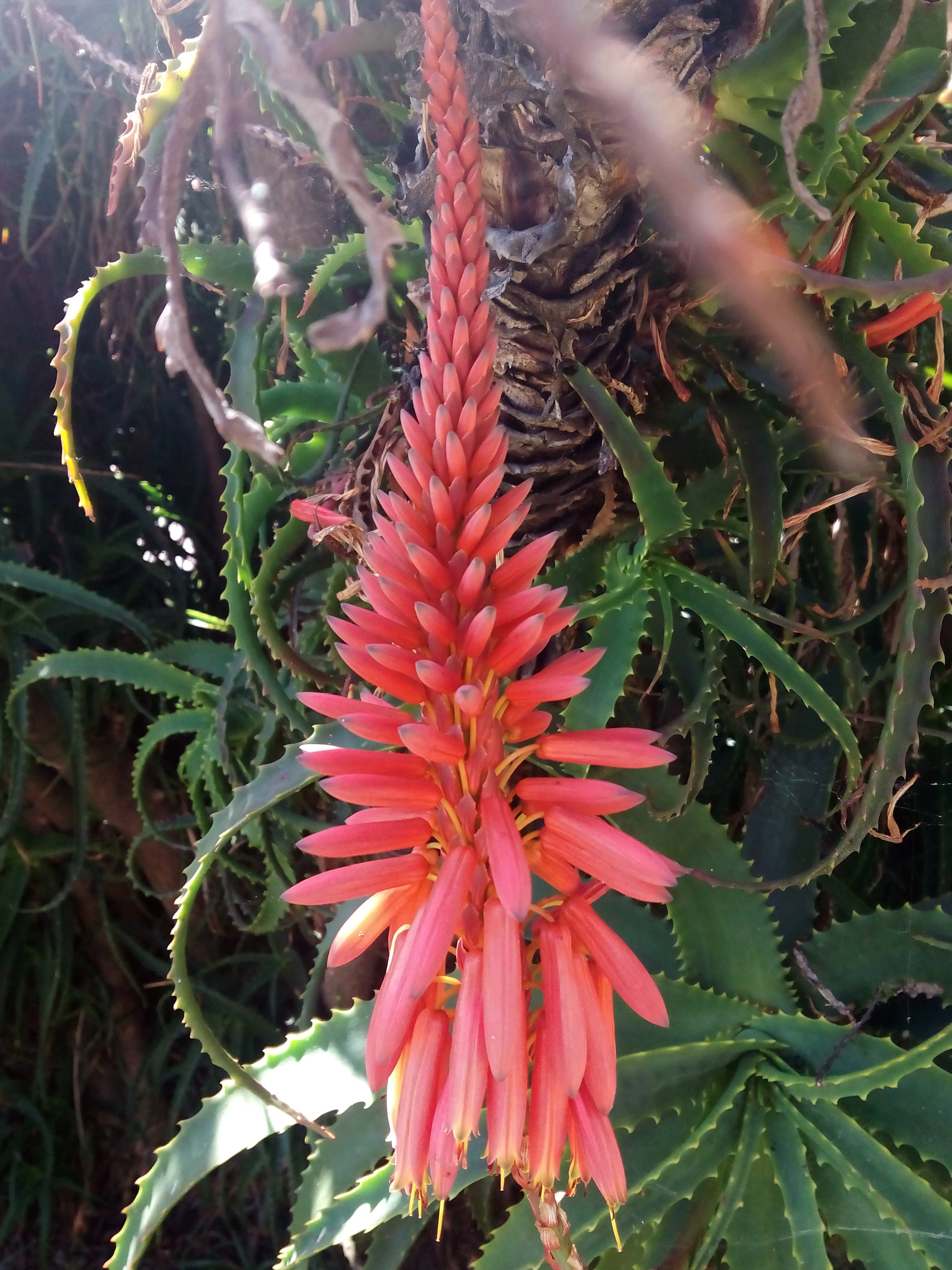 &Fotowelt - pflanzen\Blumen