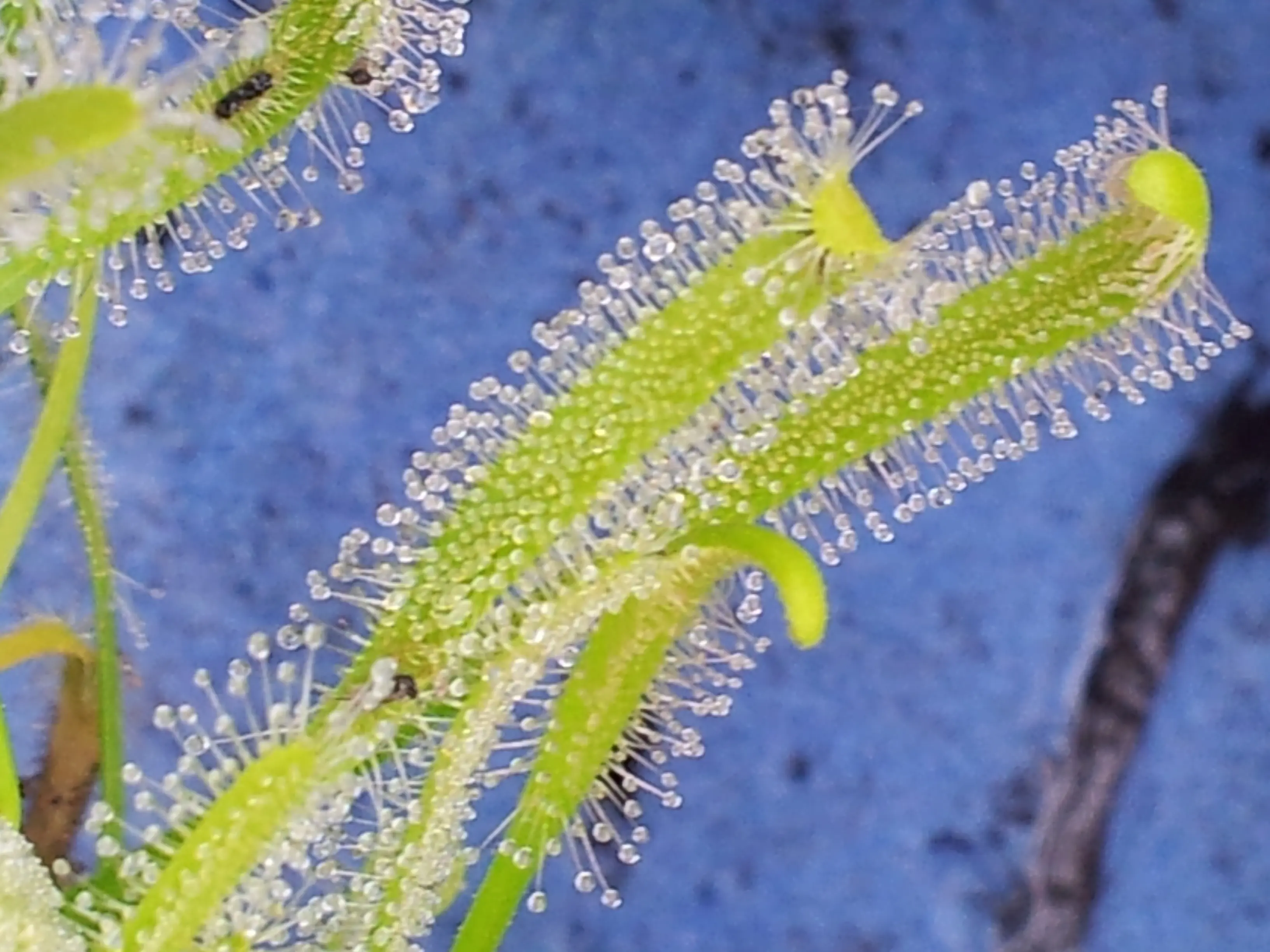 &Fotowelt - pflanzen\verschiedenes