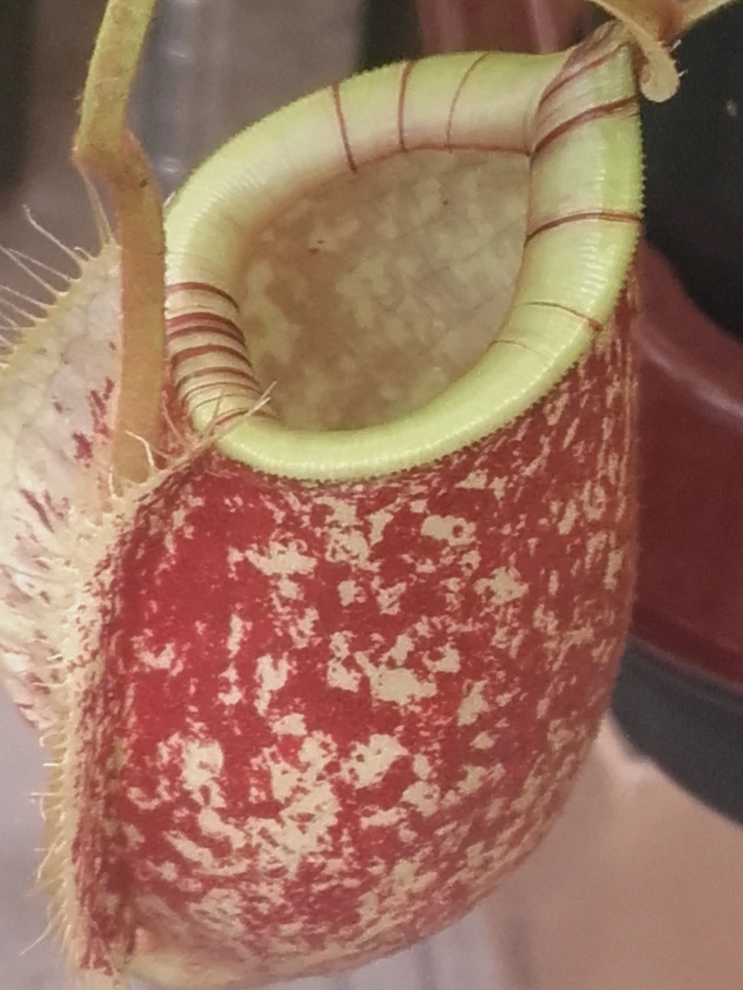 &Fotowelt - pflanzen\verschiedenes