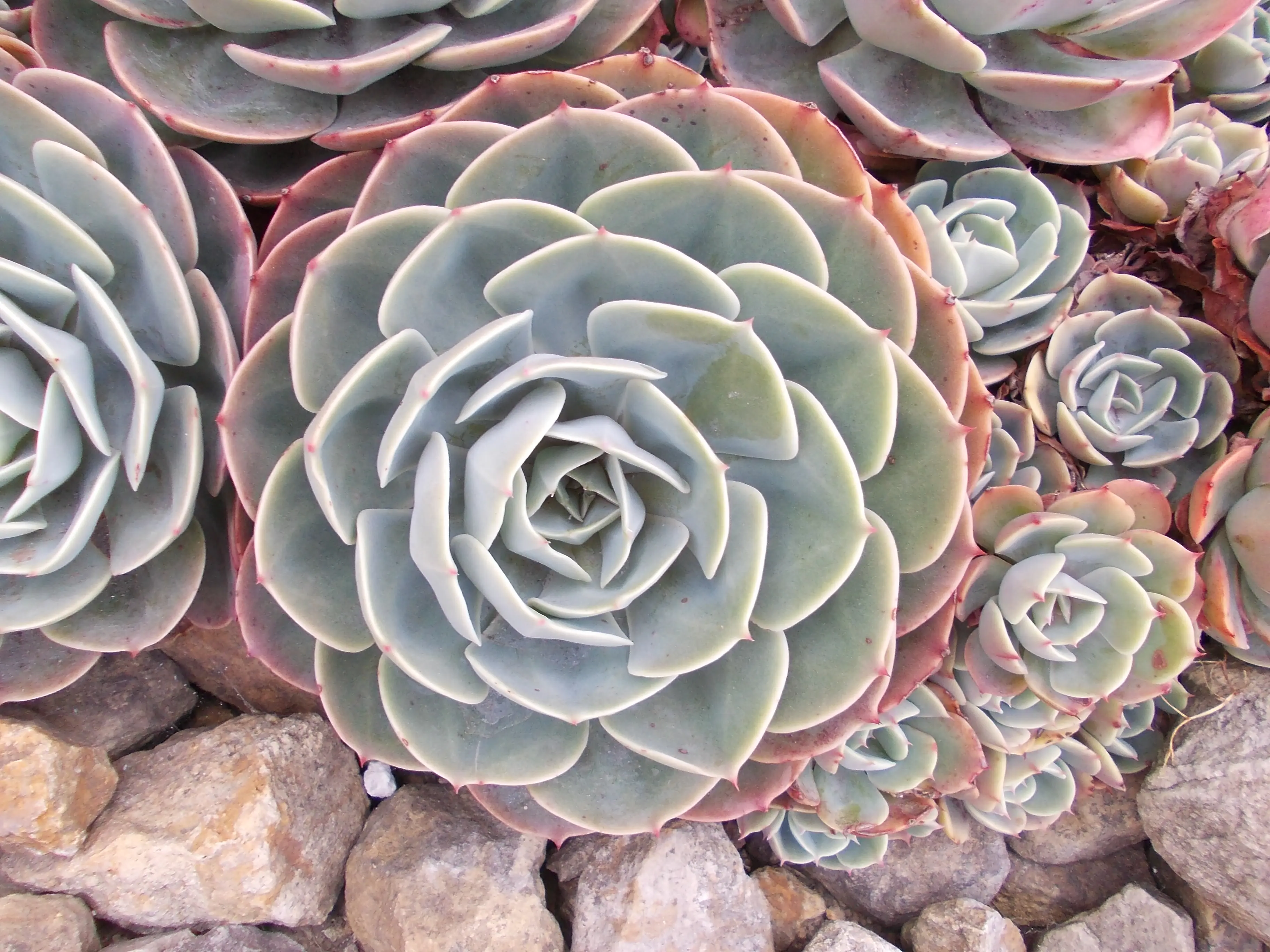 &Fotowelt - pflanzen\verschiedenes