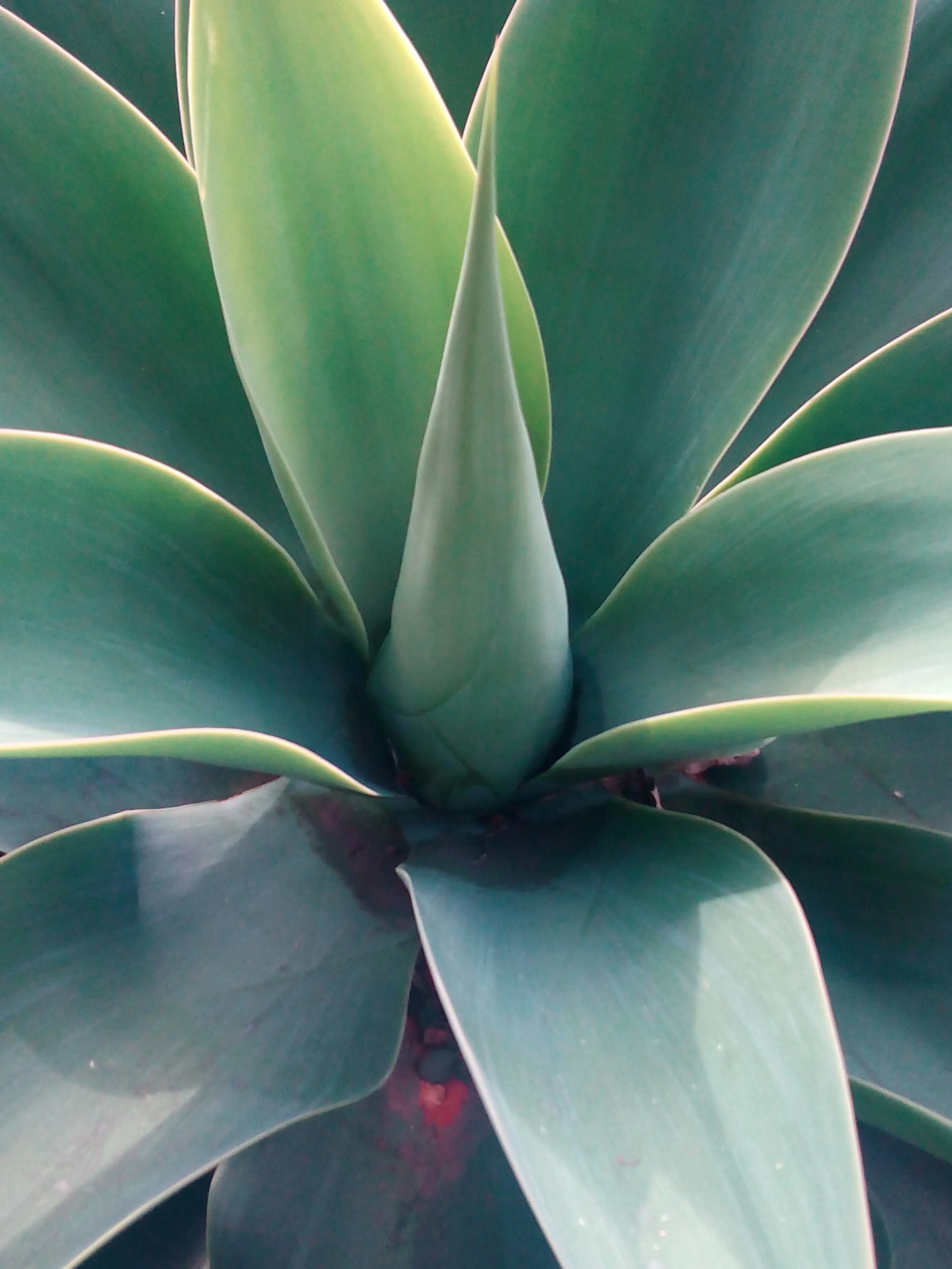 &Fotowelt - pflanzen\verschiedenes