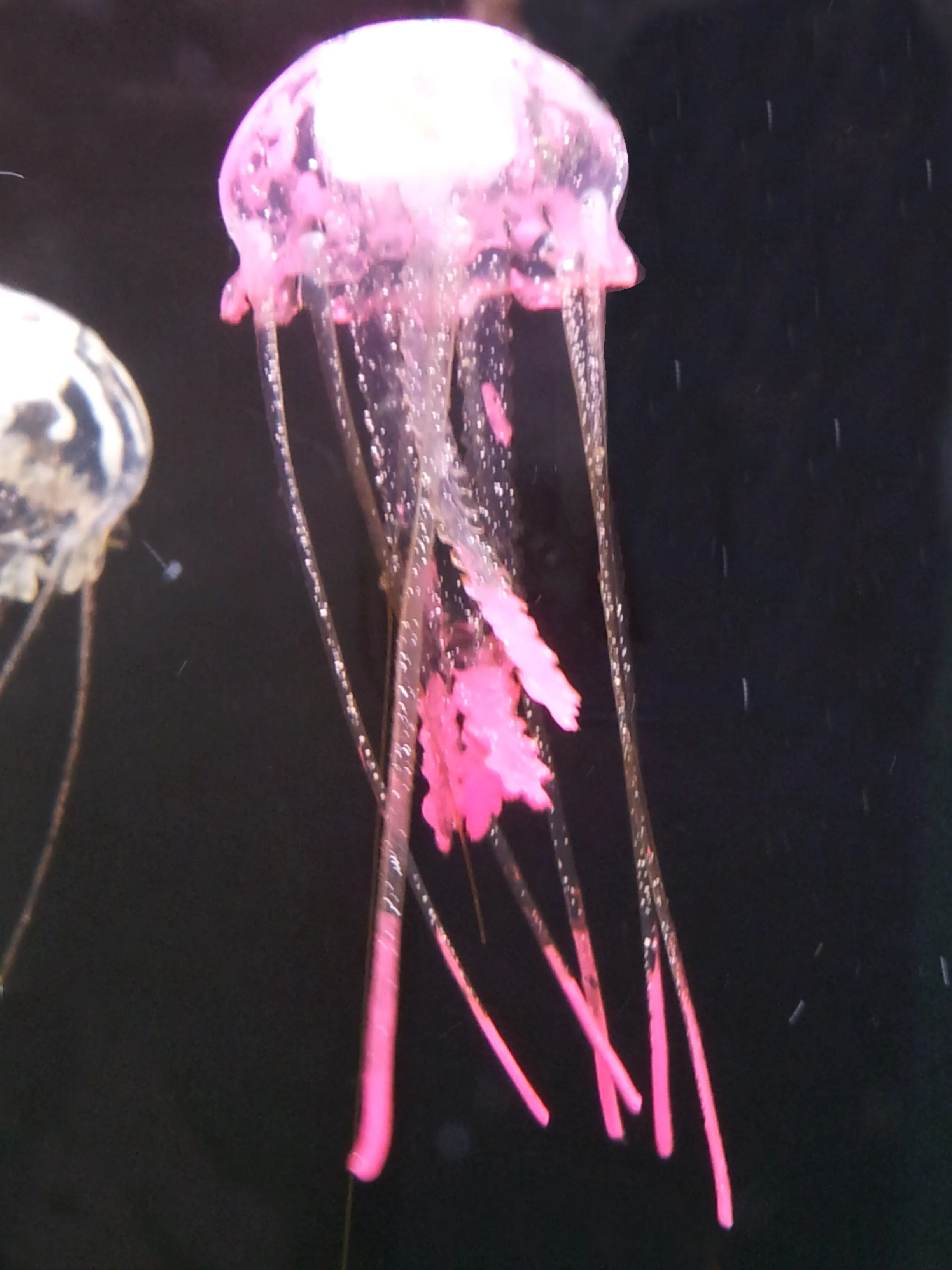 &Fotowelt - tiere\andere