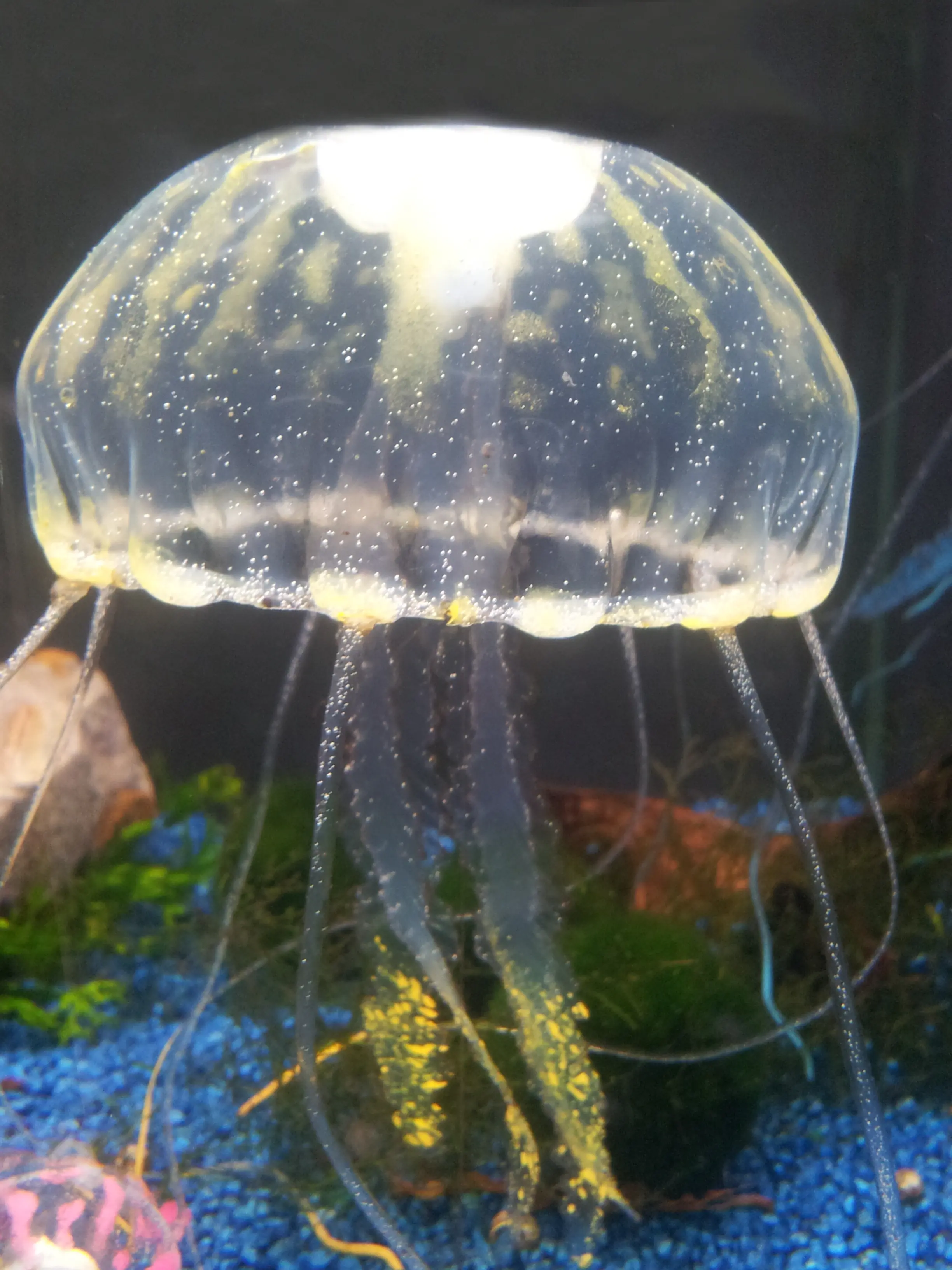 &Fotowelt - tiere\andere