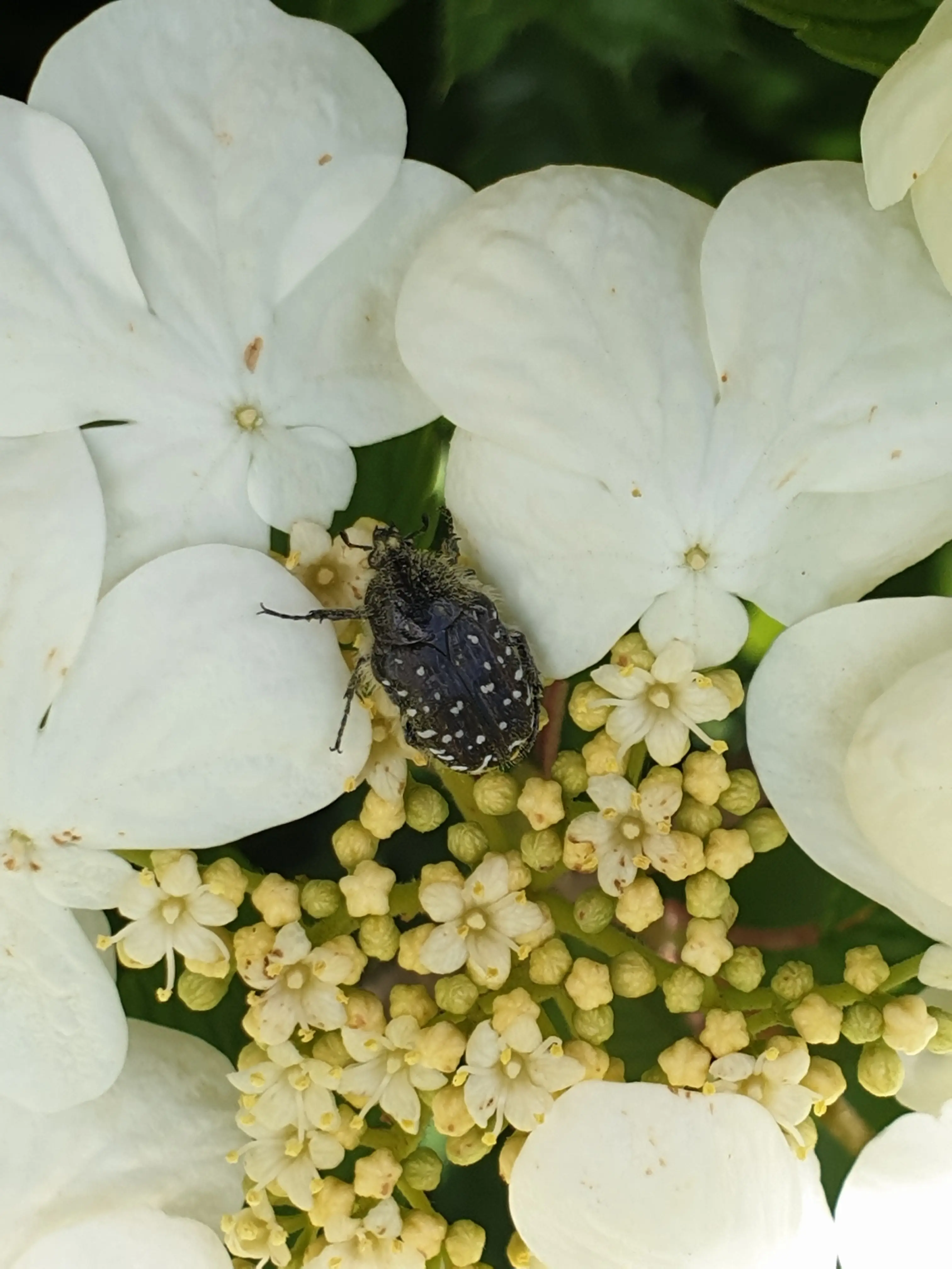 &Fotowelt - Insekten