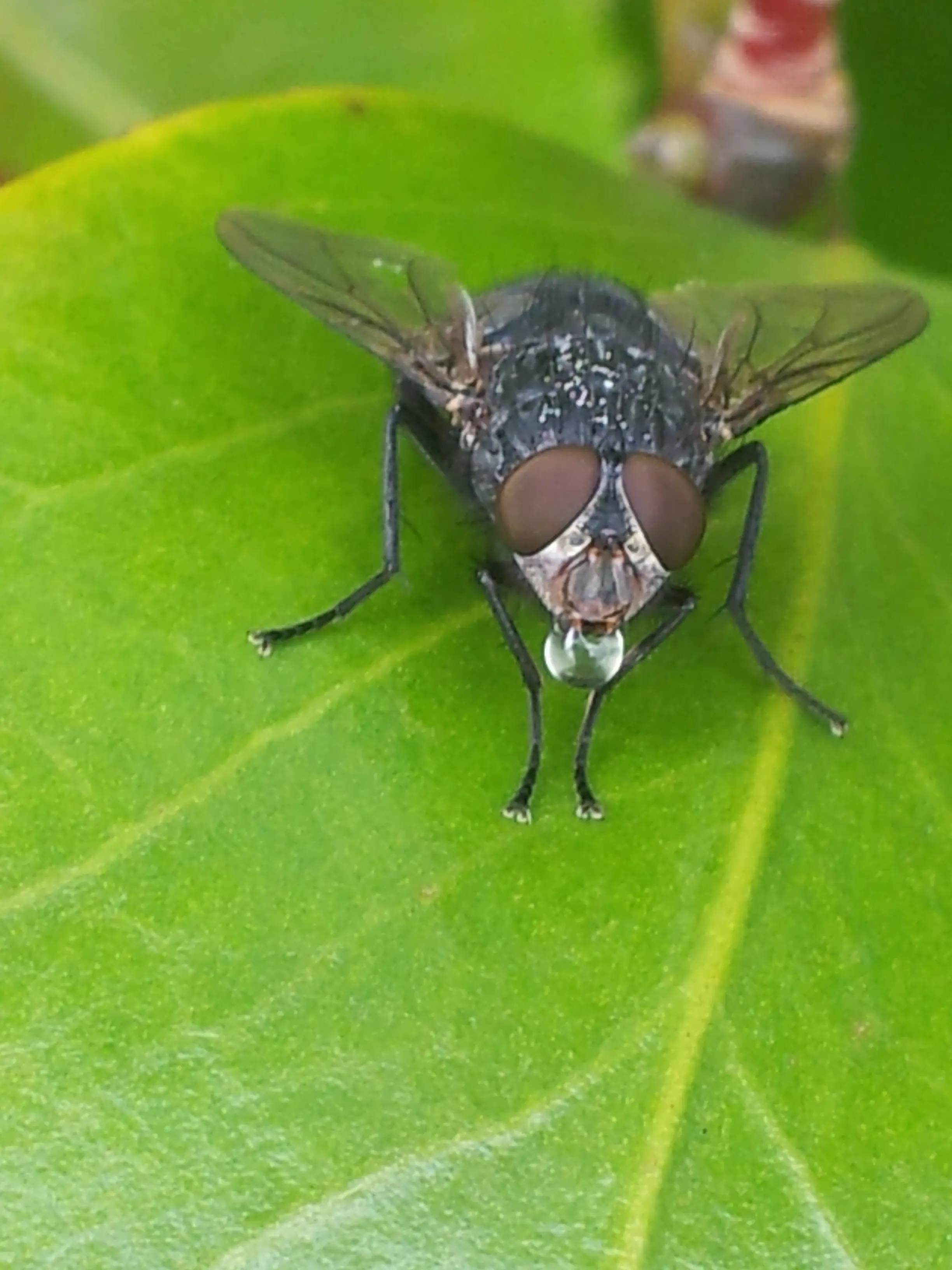 &Fotowelt - Insekten