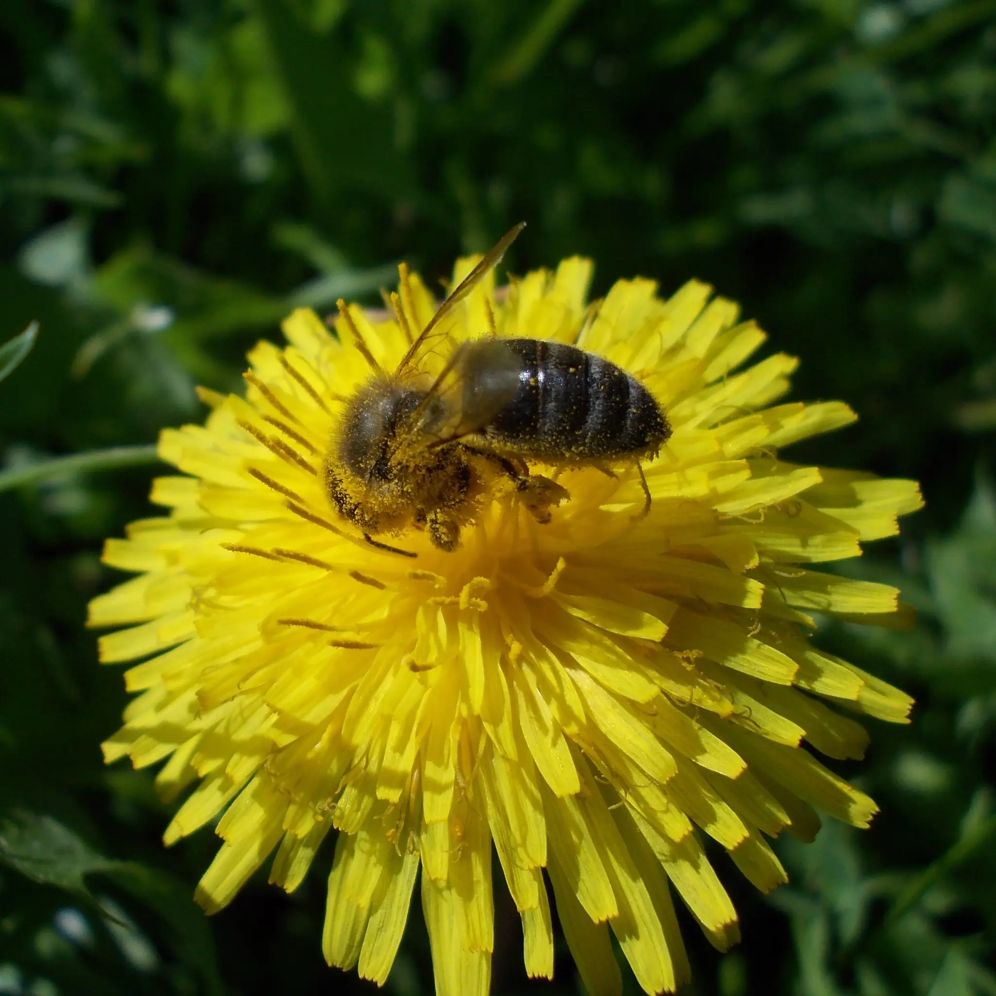 &Fotowelt - Insekten