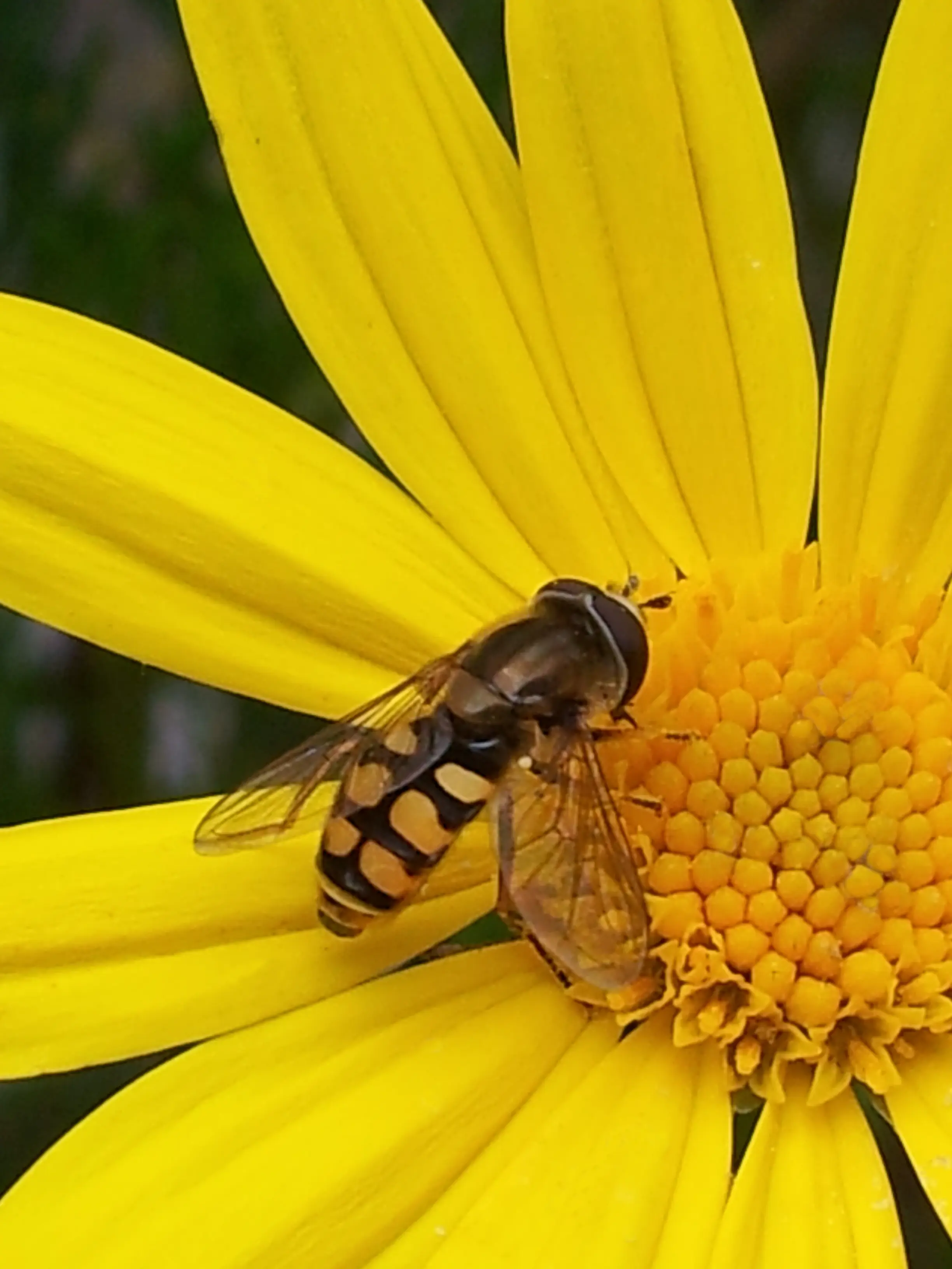 &Fotowelt - Insekten