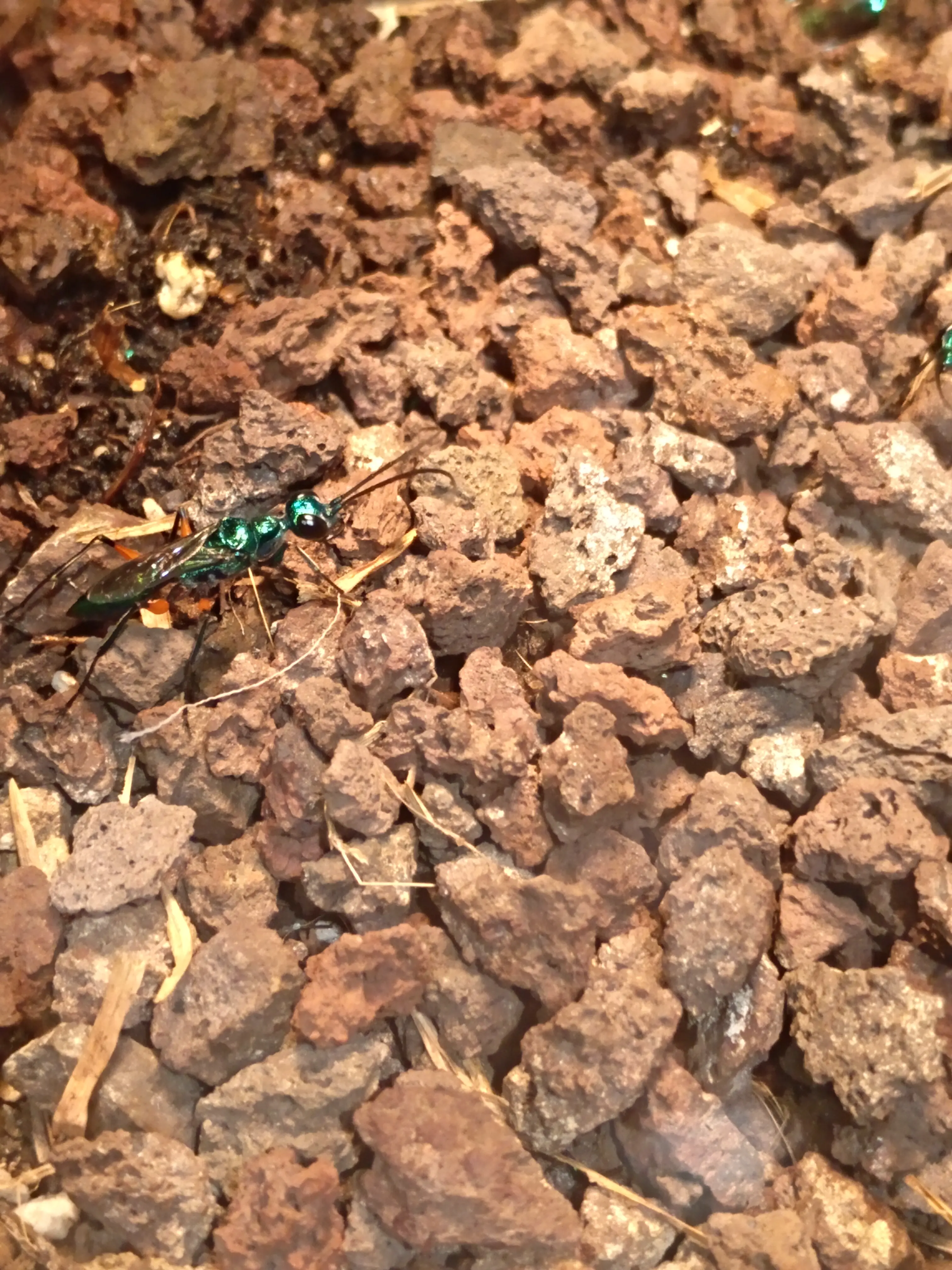 &Fotowelt - Insekten