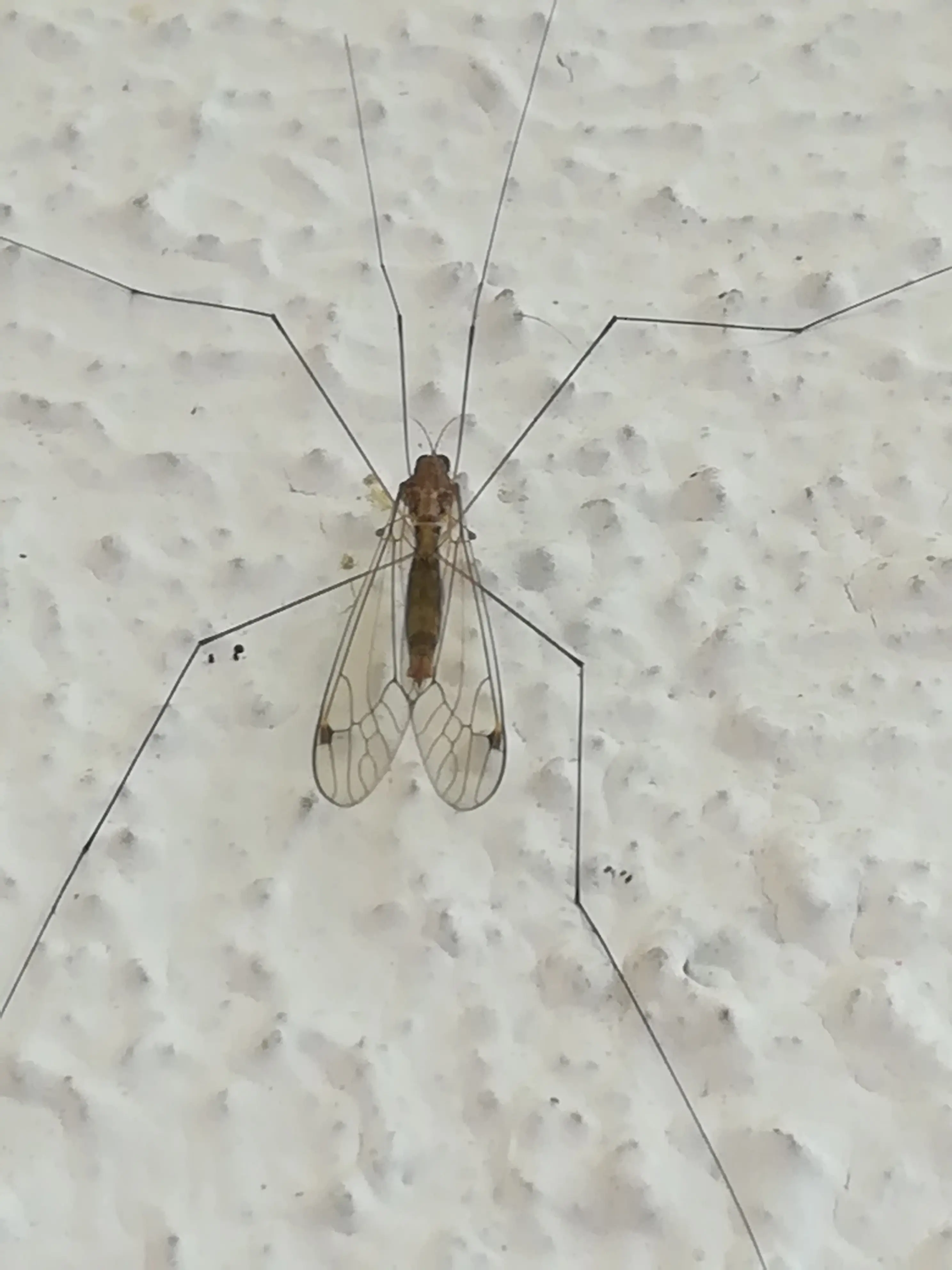 &Fotowelt - Insekten