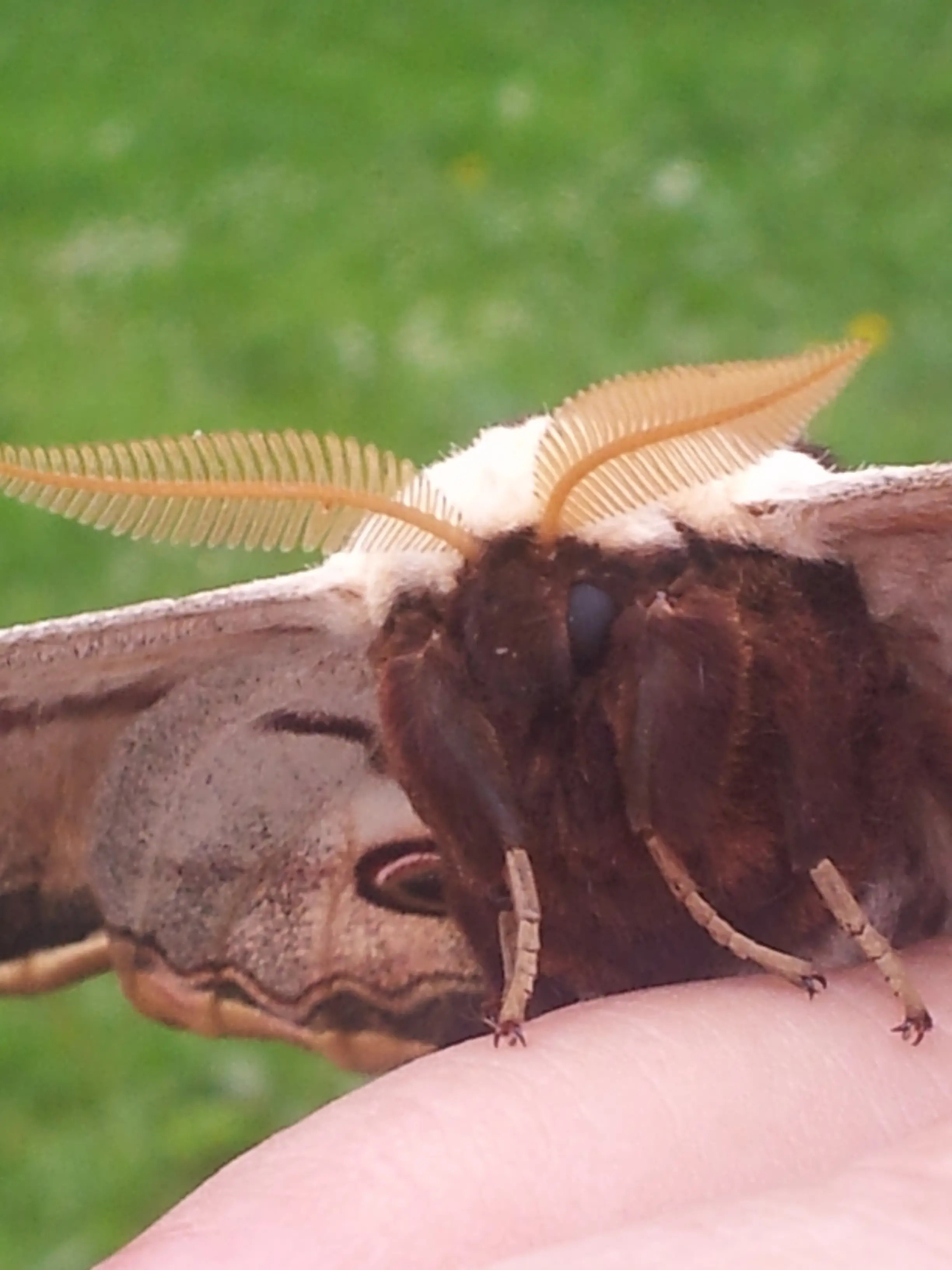 &Fotowelt - Insekten