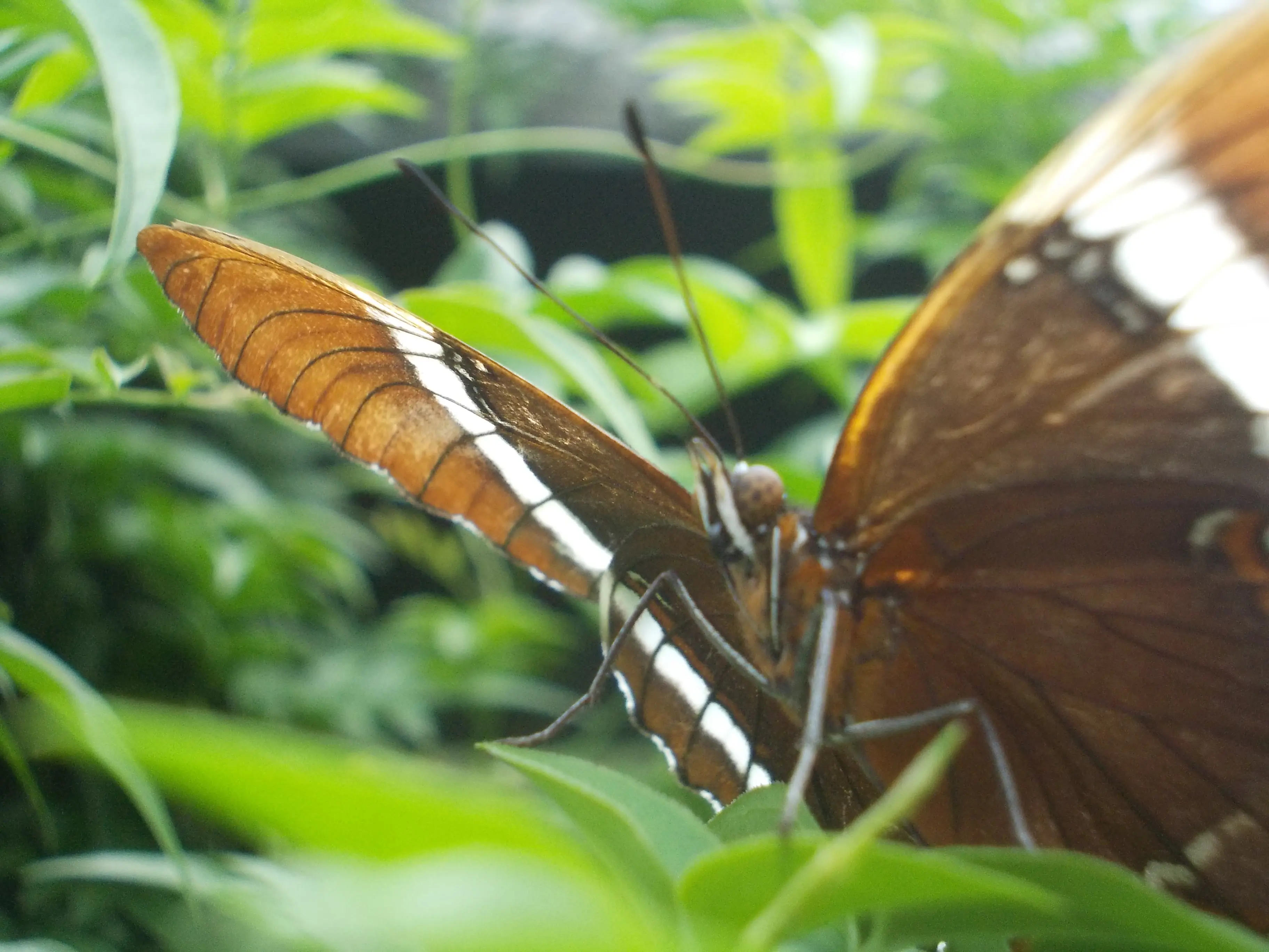 &Fotowelt - Insekten