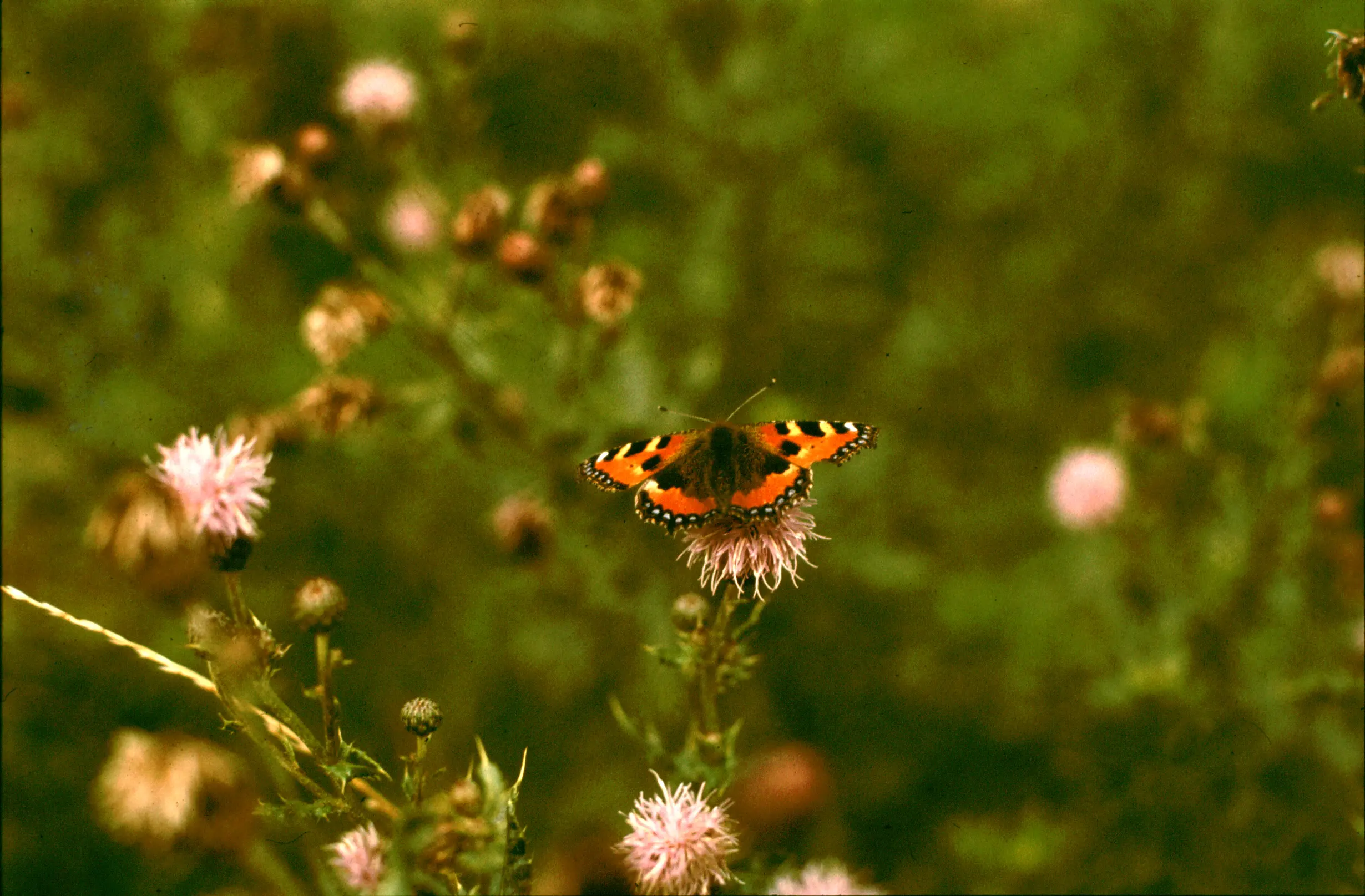 &Fotowelt - Insekten
