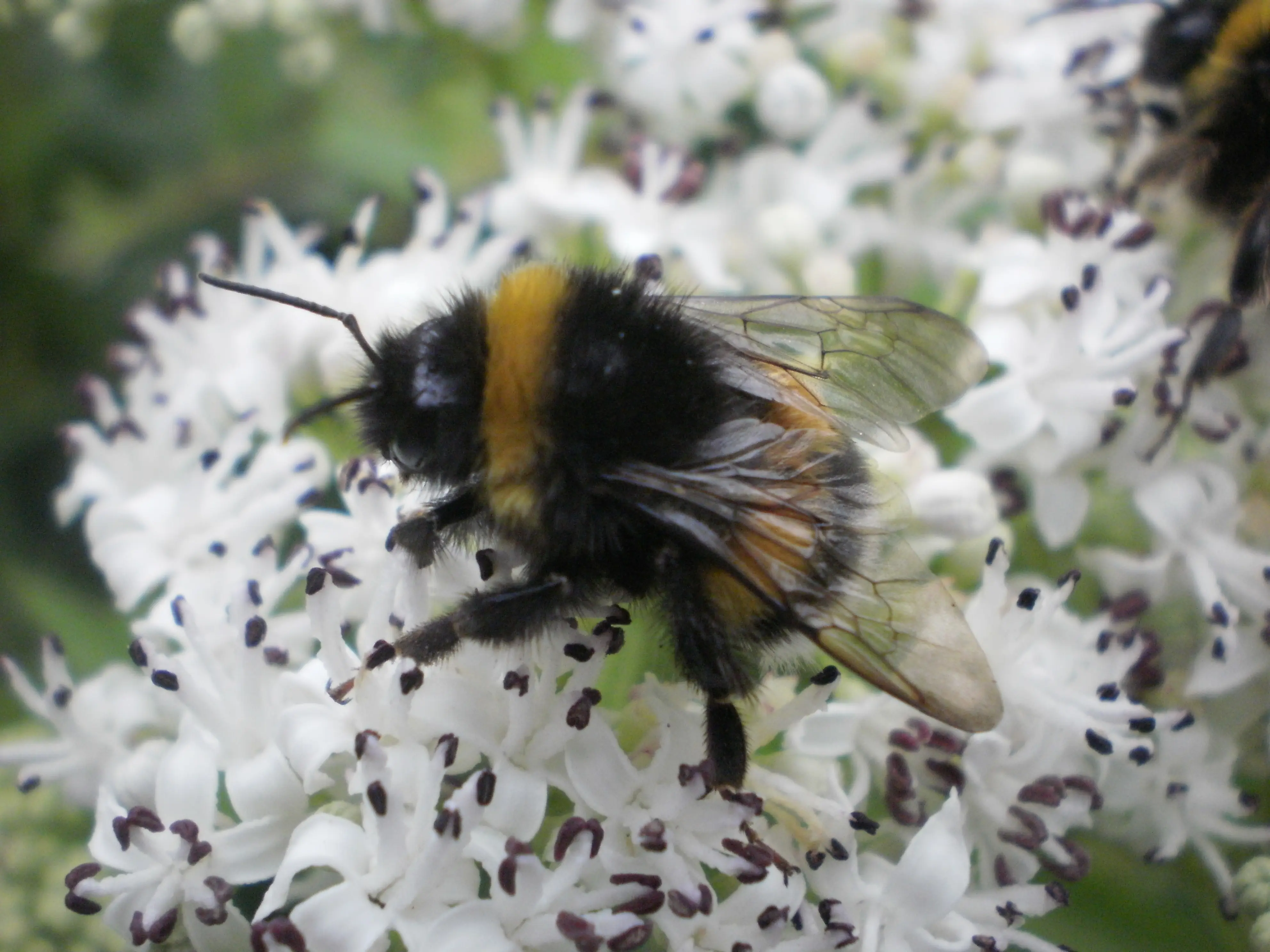 &Fotowelt - Insekten