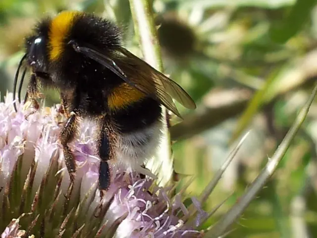 &Fotowelt - Insekten