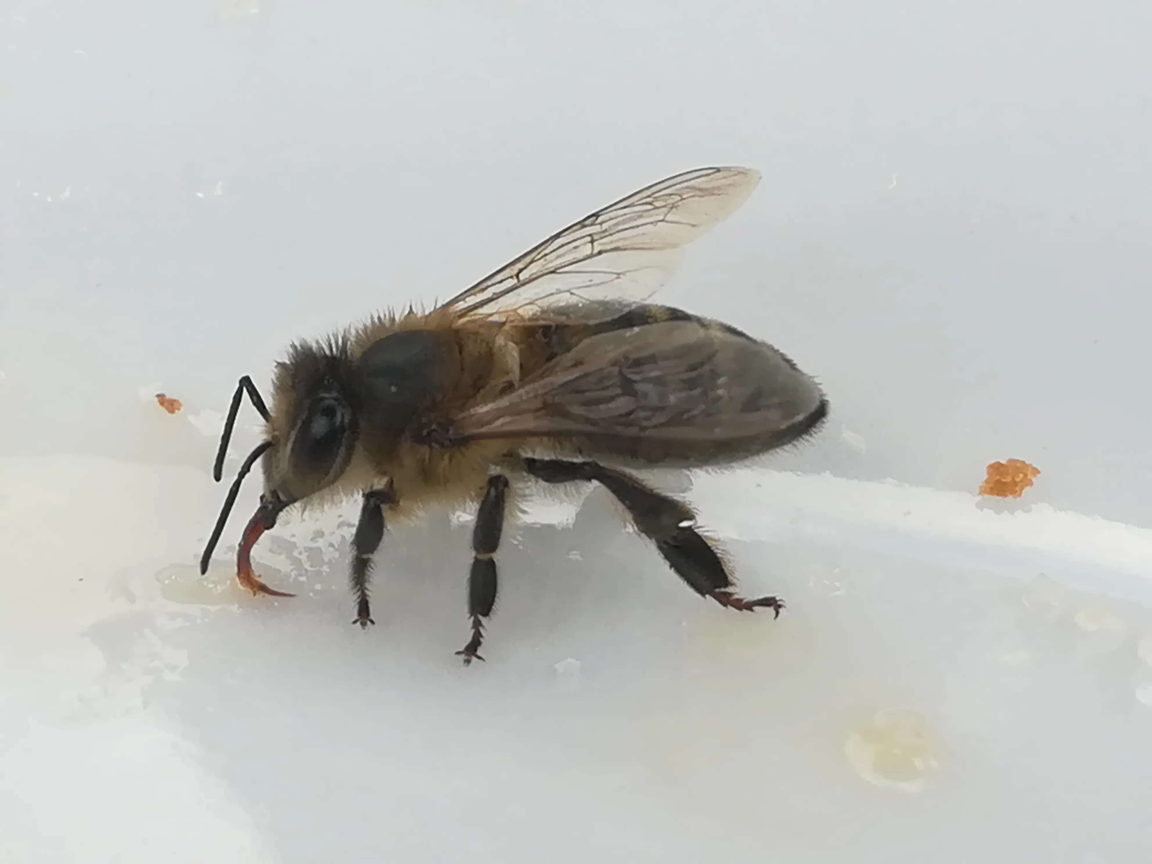 &Fotowelt - Insekten