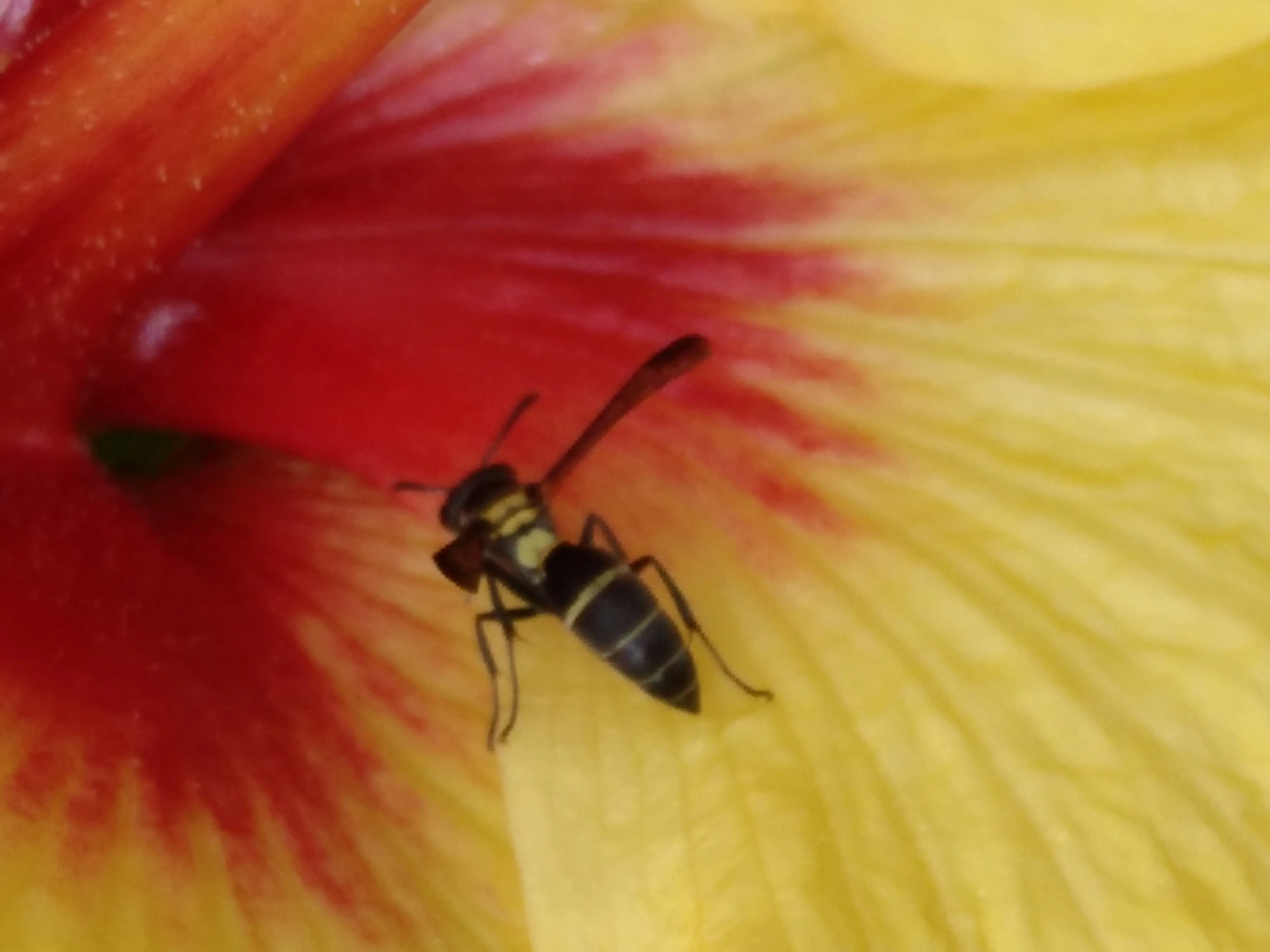 &Fotowelt - Insekten