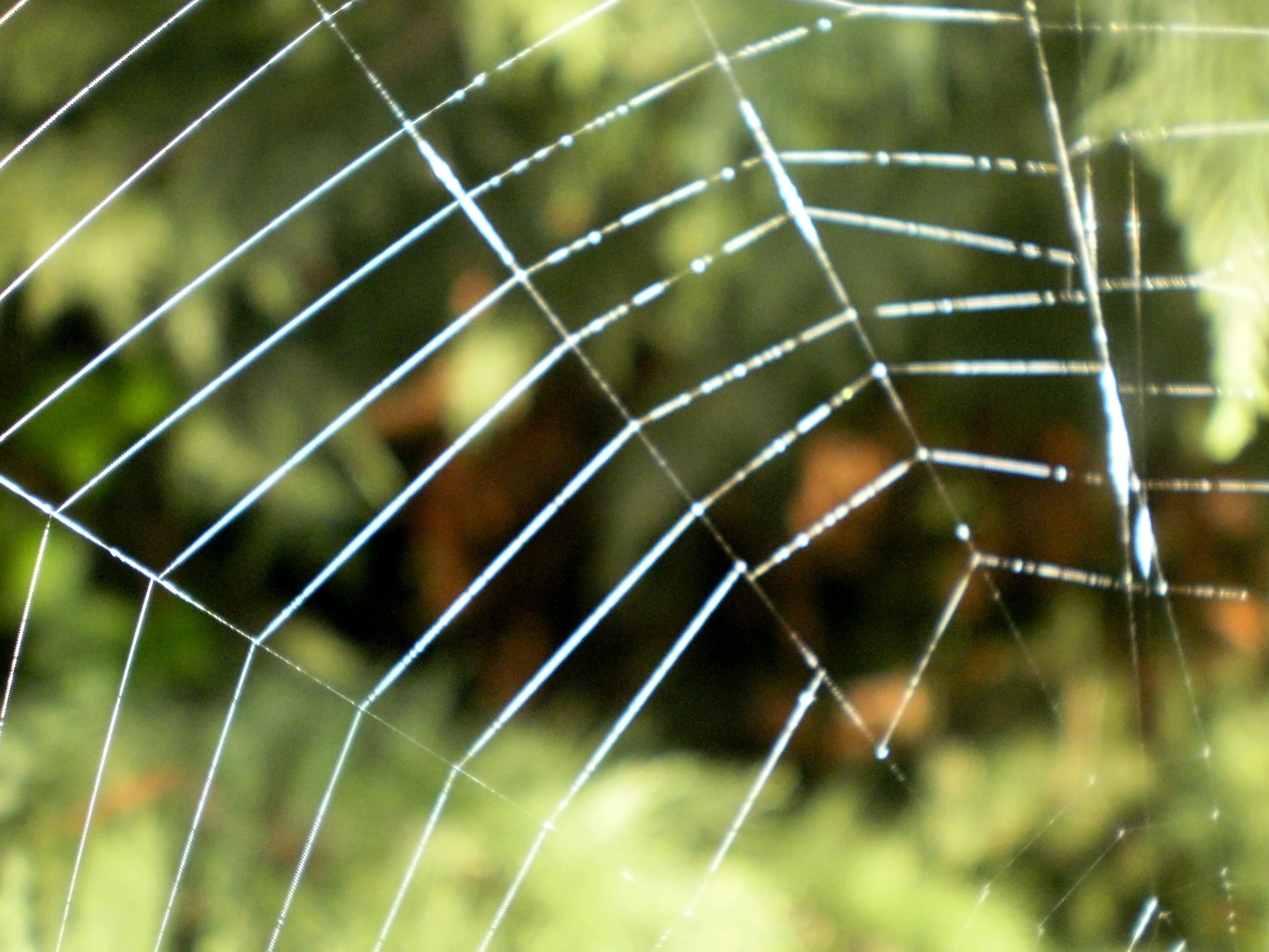 &Fotowelt - Insekten