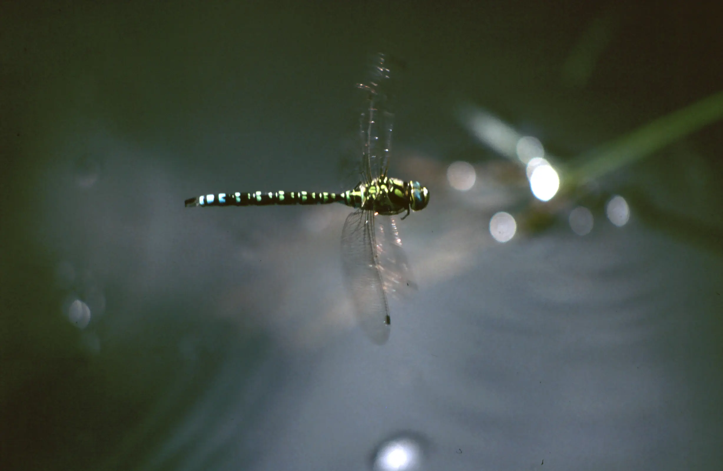 &Fotowelt - Insekten