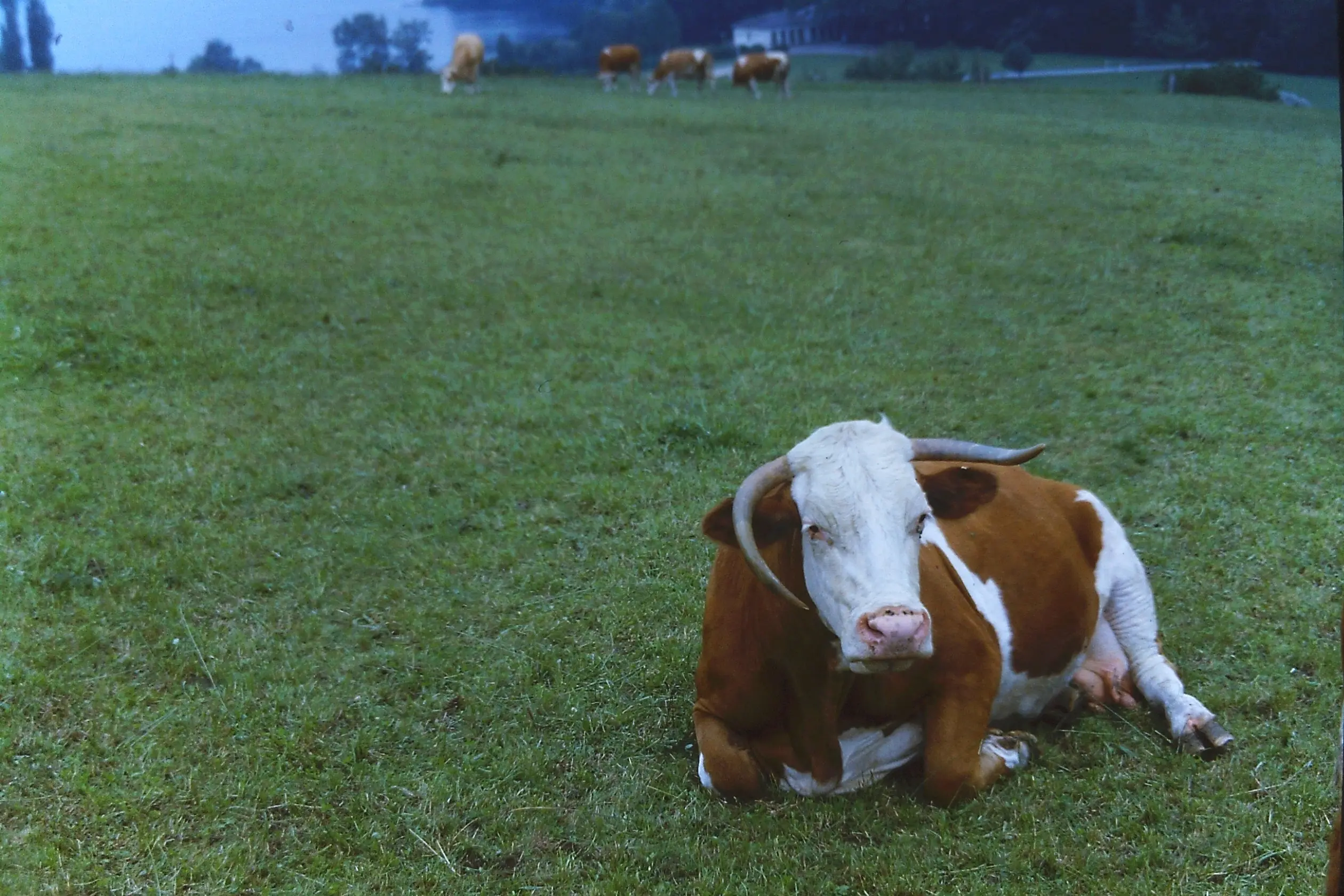 &Fotowelt - Säugetiere