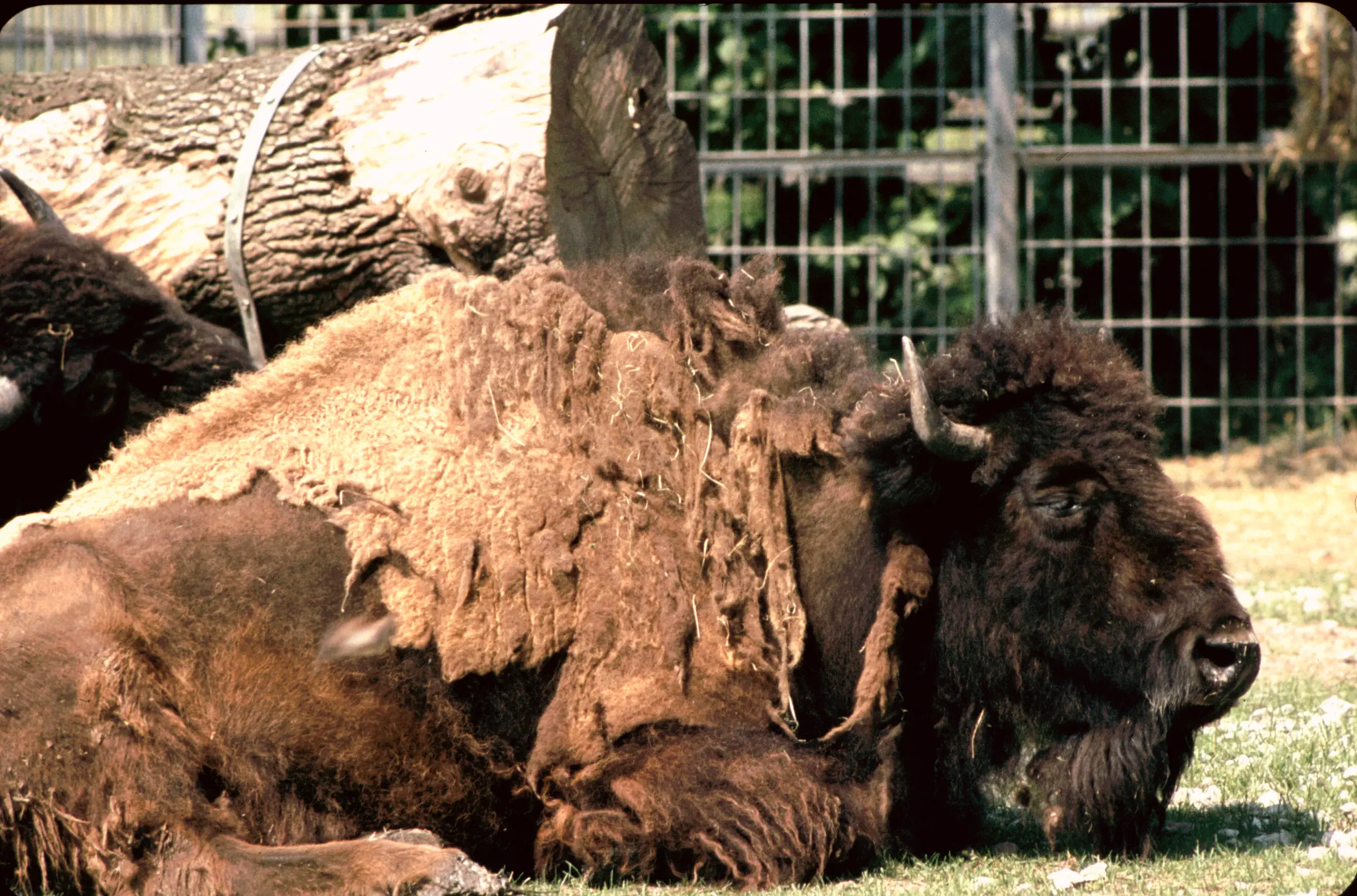 &Fotowelt - Säugetiere