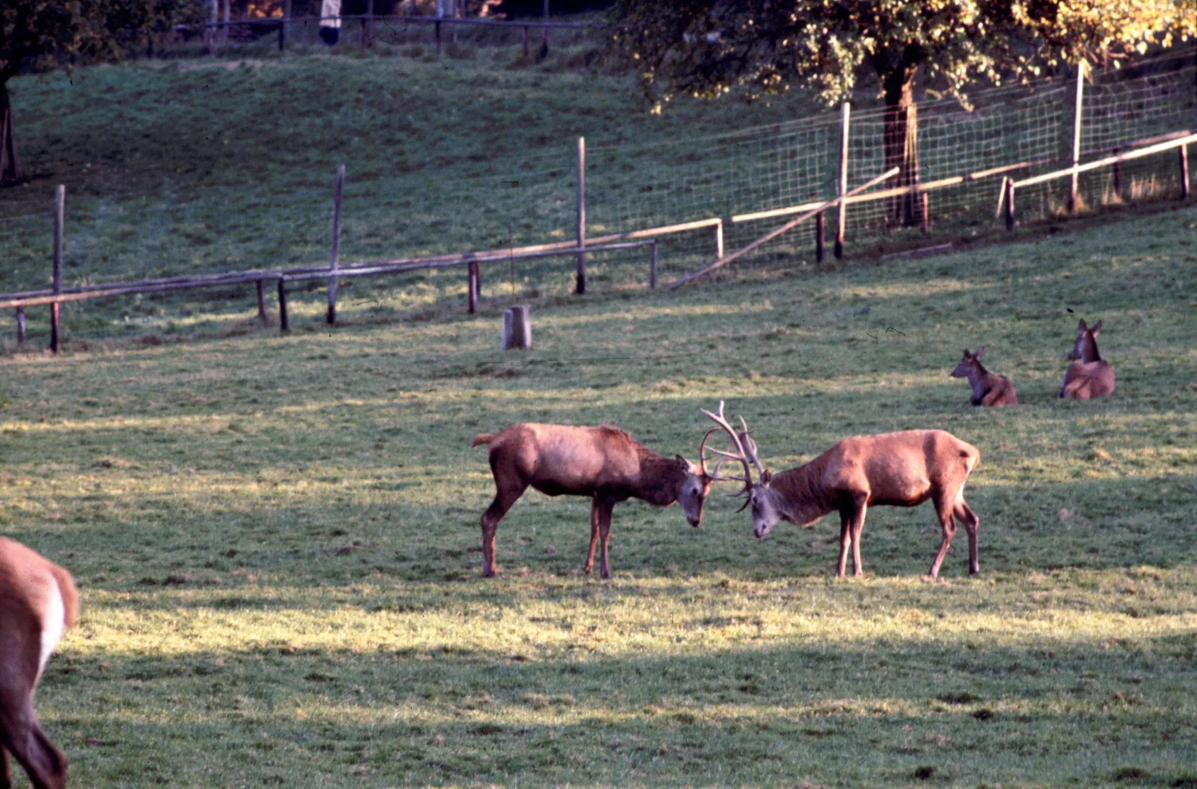 &Fotowelt - Säugetiere