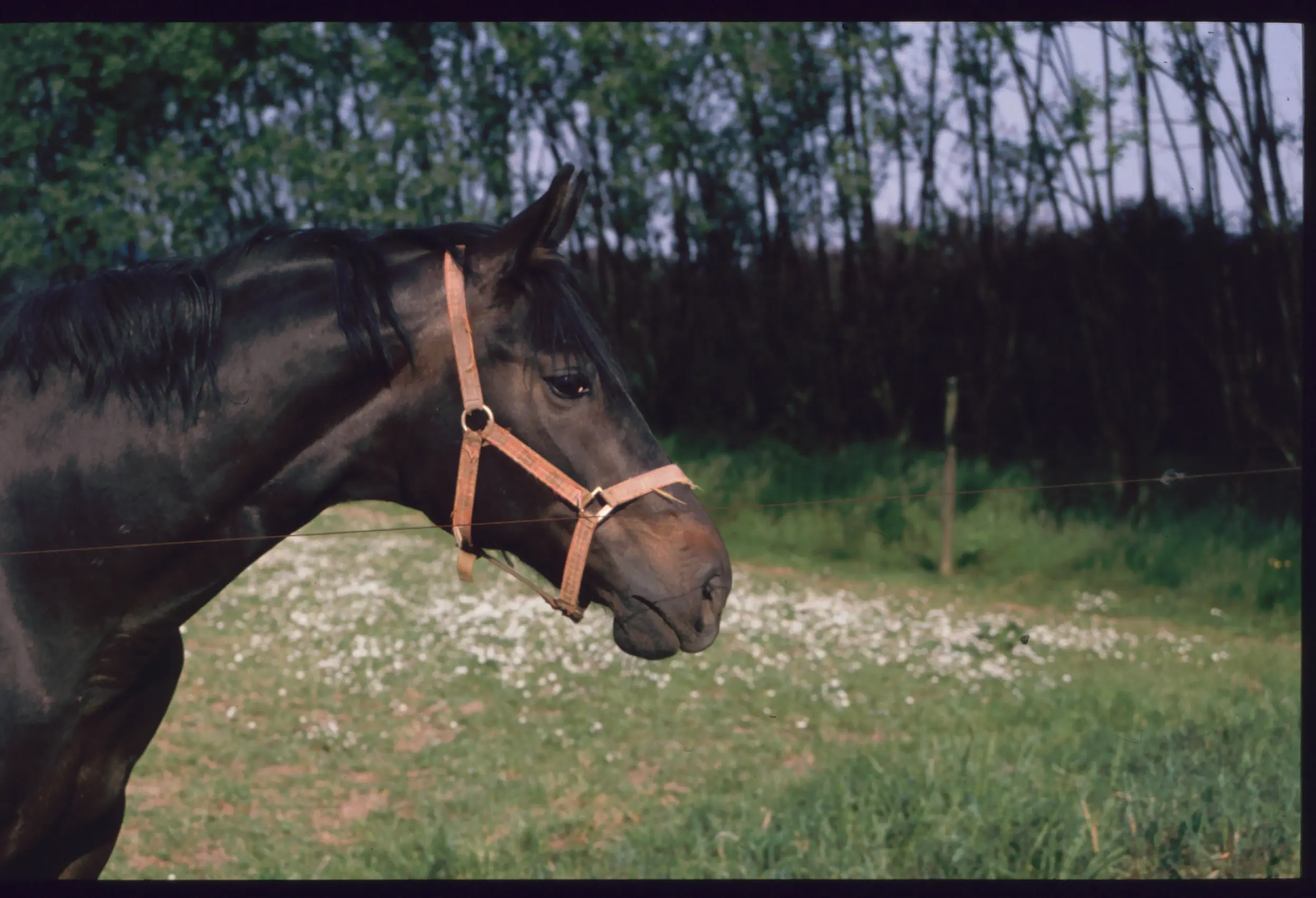 &Fotowelt - Säugetiere