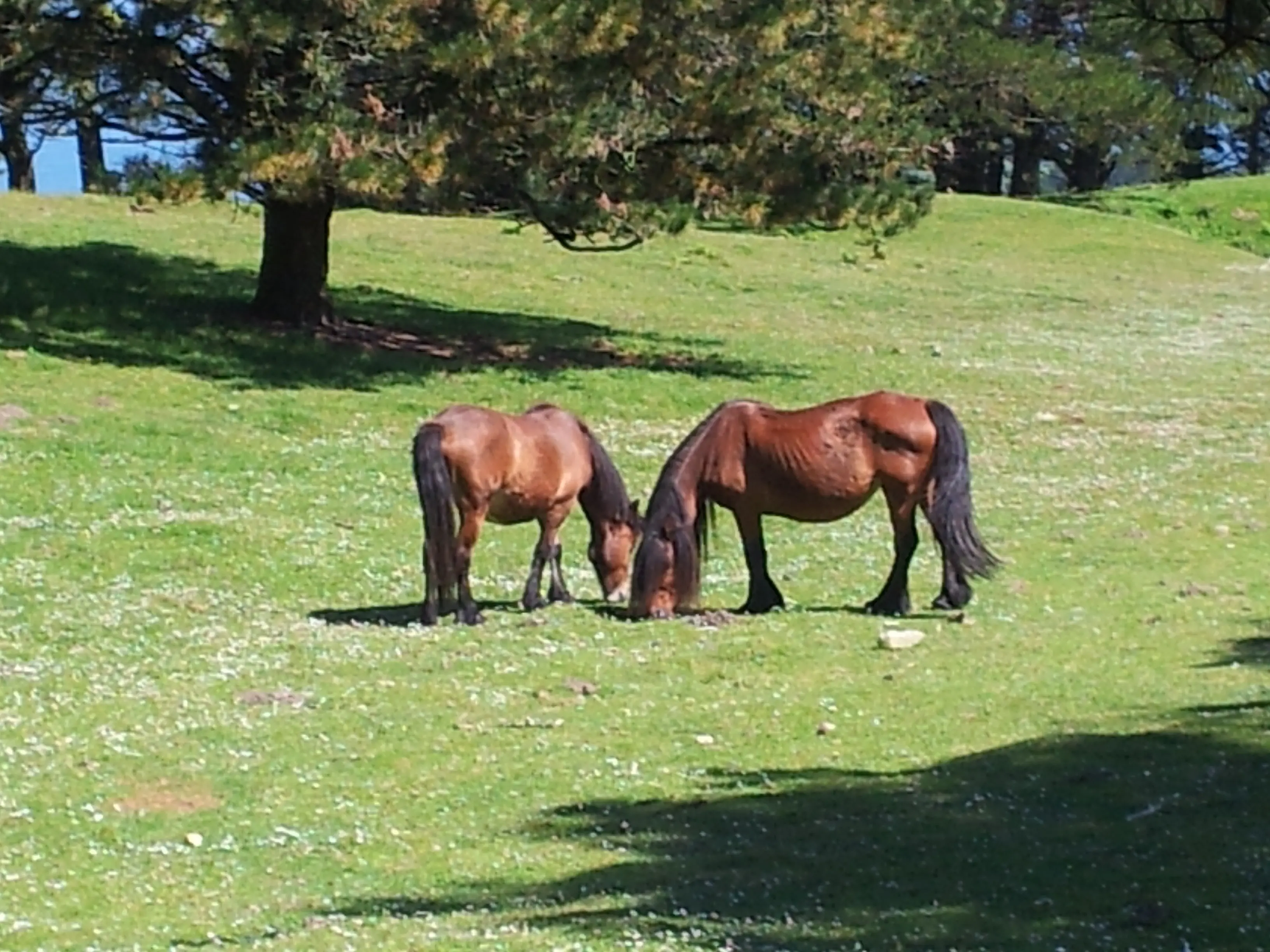 &Fotowelt - Säugetiere