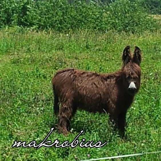 &Fotowelt - Säugetiere