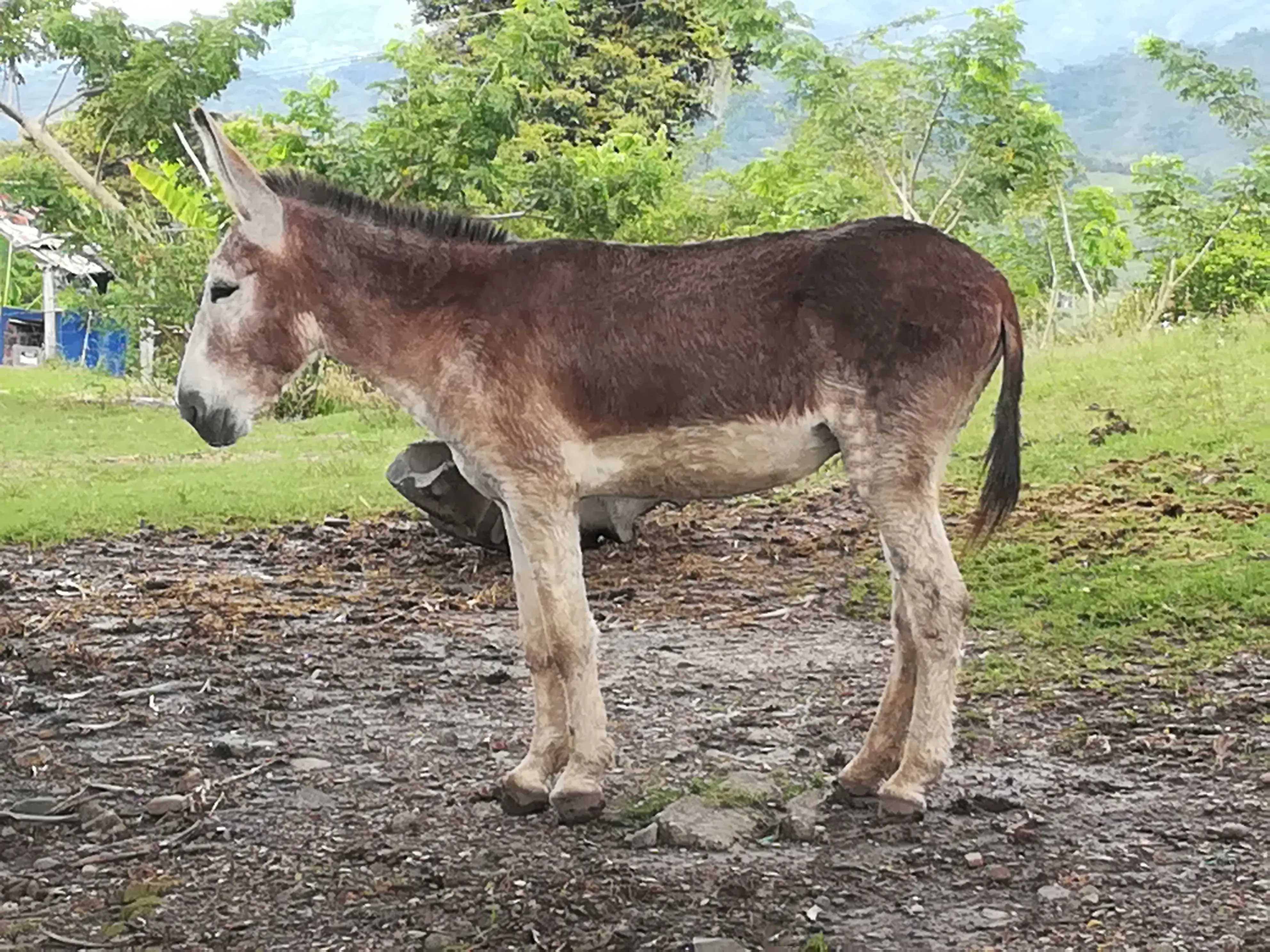 &Fotowelt - Säugetiere