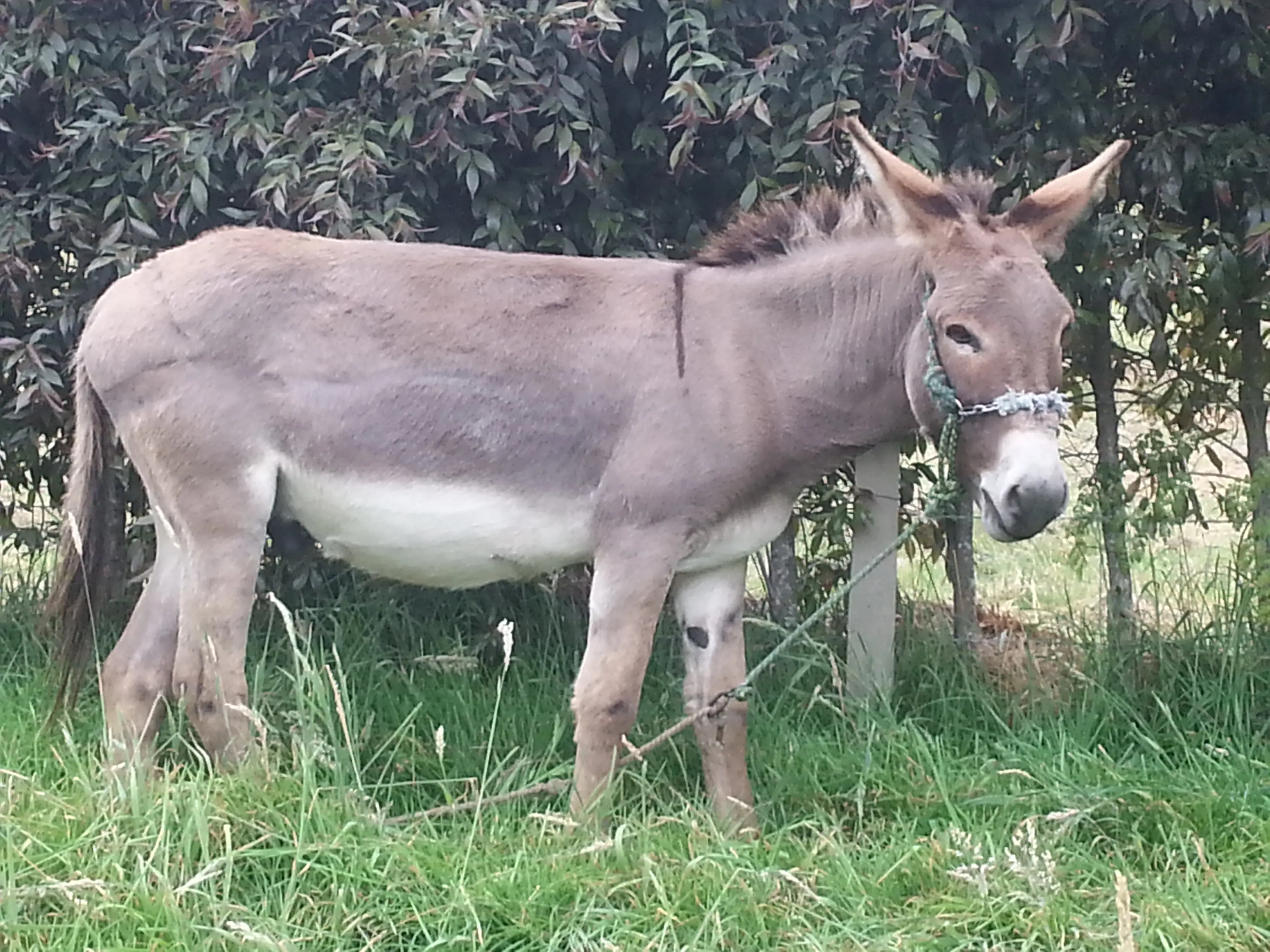 &Fotowelt - Säugetiere