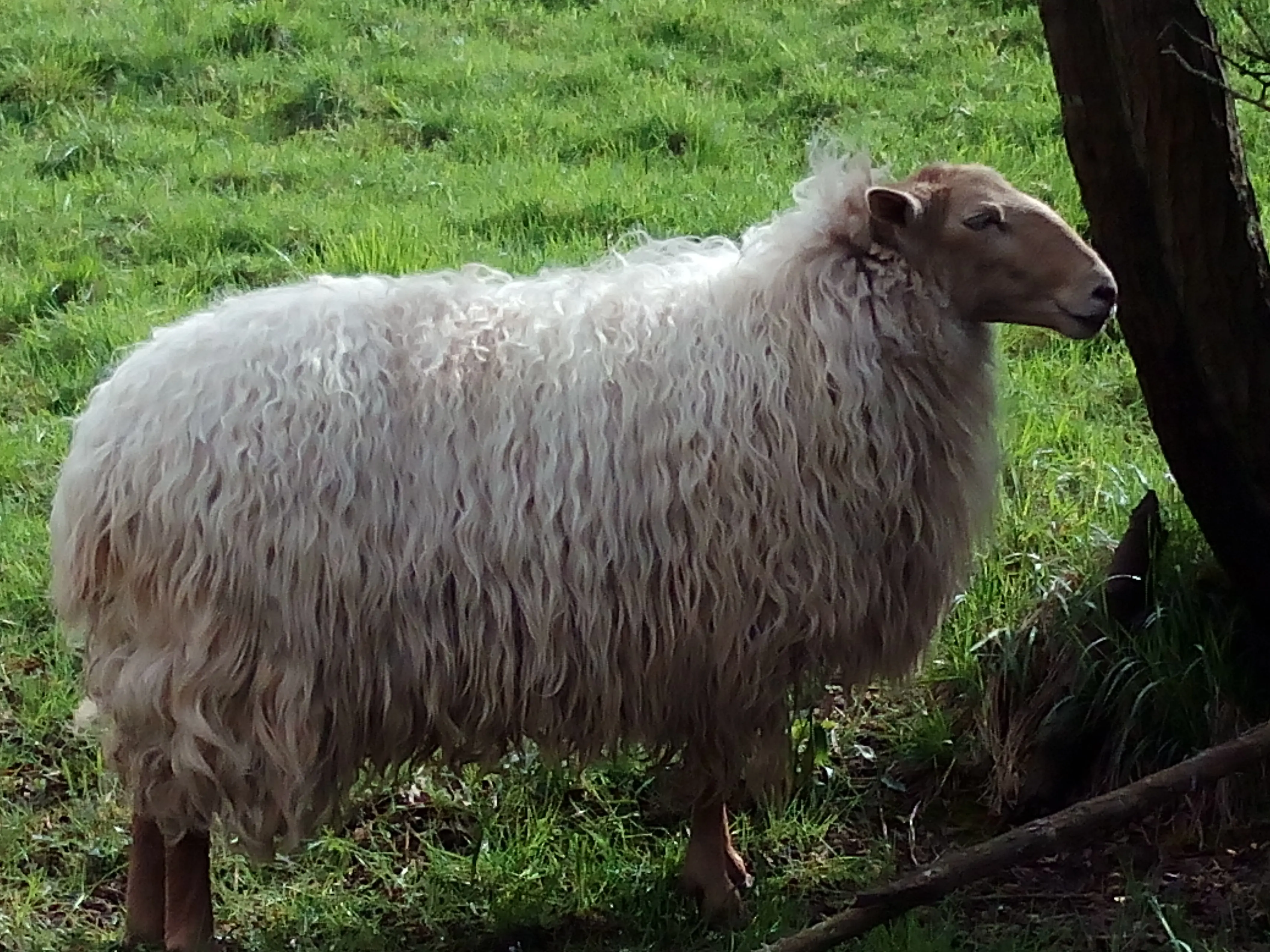 &Fotowelt - Säugetiere
