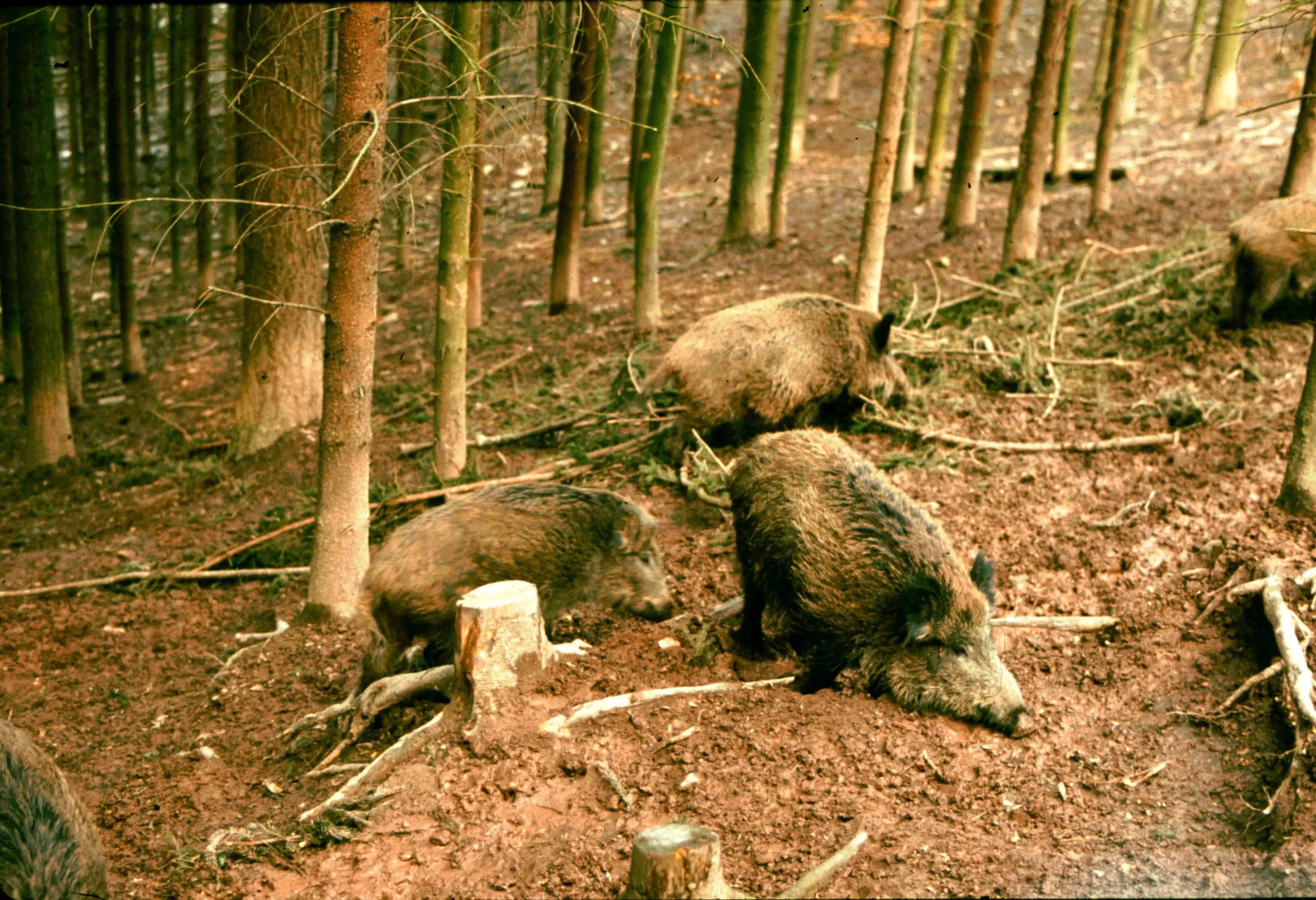 &Fotowelt - Säugetiere
