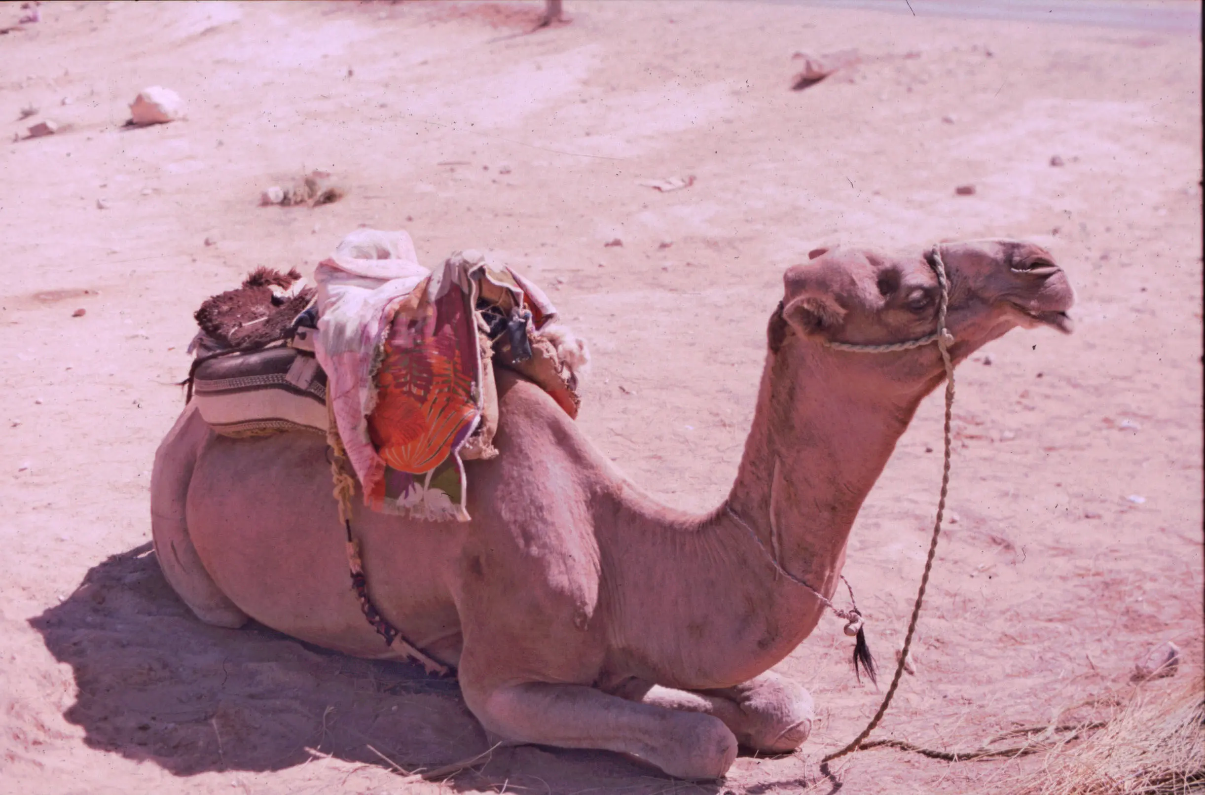 &Fotowelt - Säugetiere