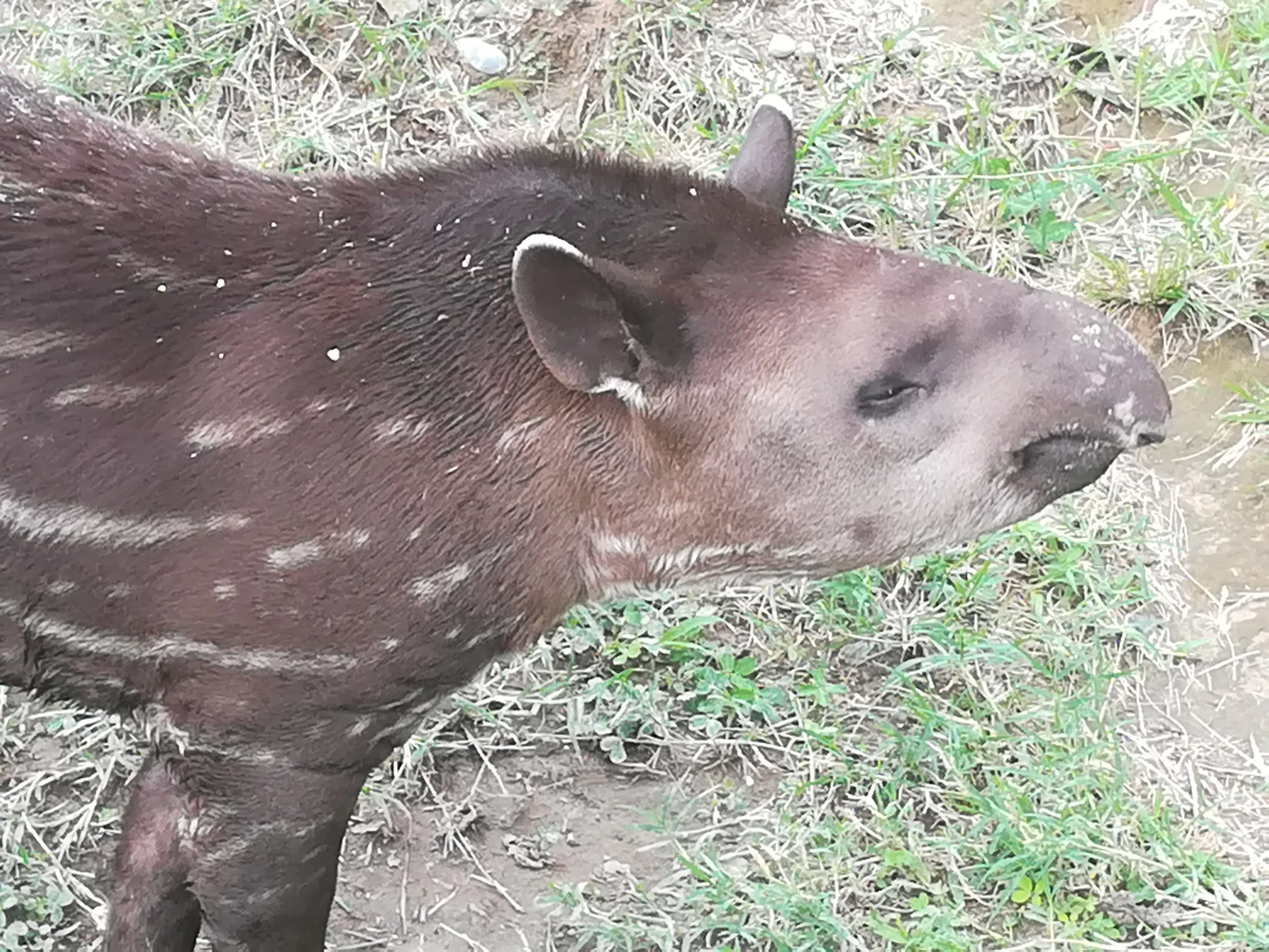 &Fotowelt - Säugetiere