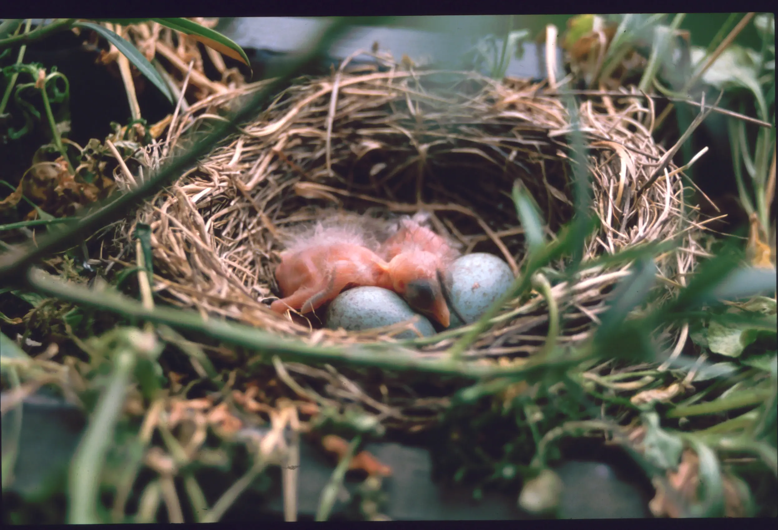 &Fotowelt - tiere\voegel