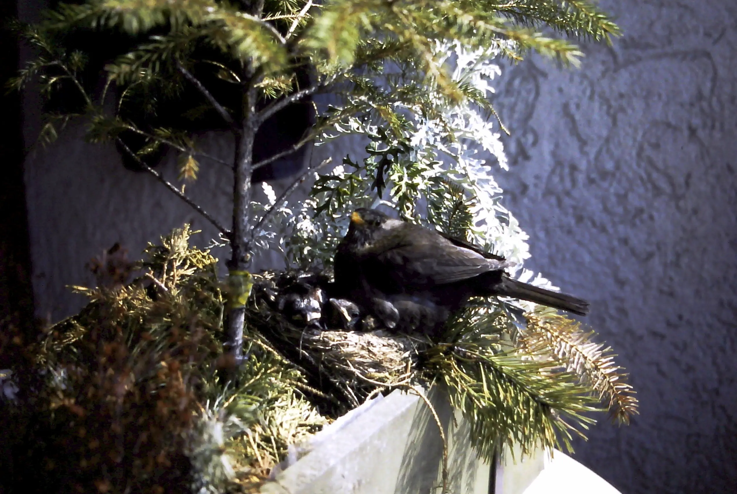 &Fotowelt - tiere\voegel