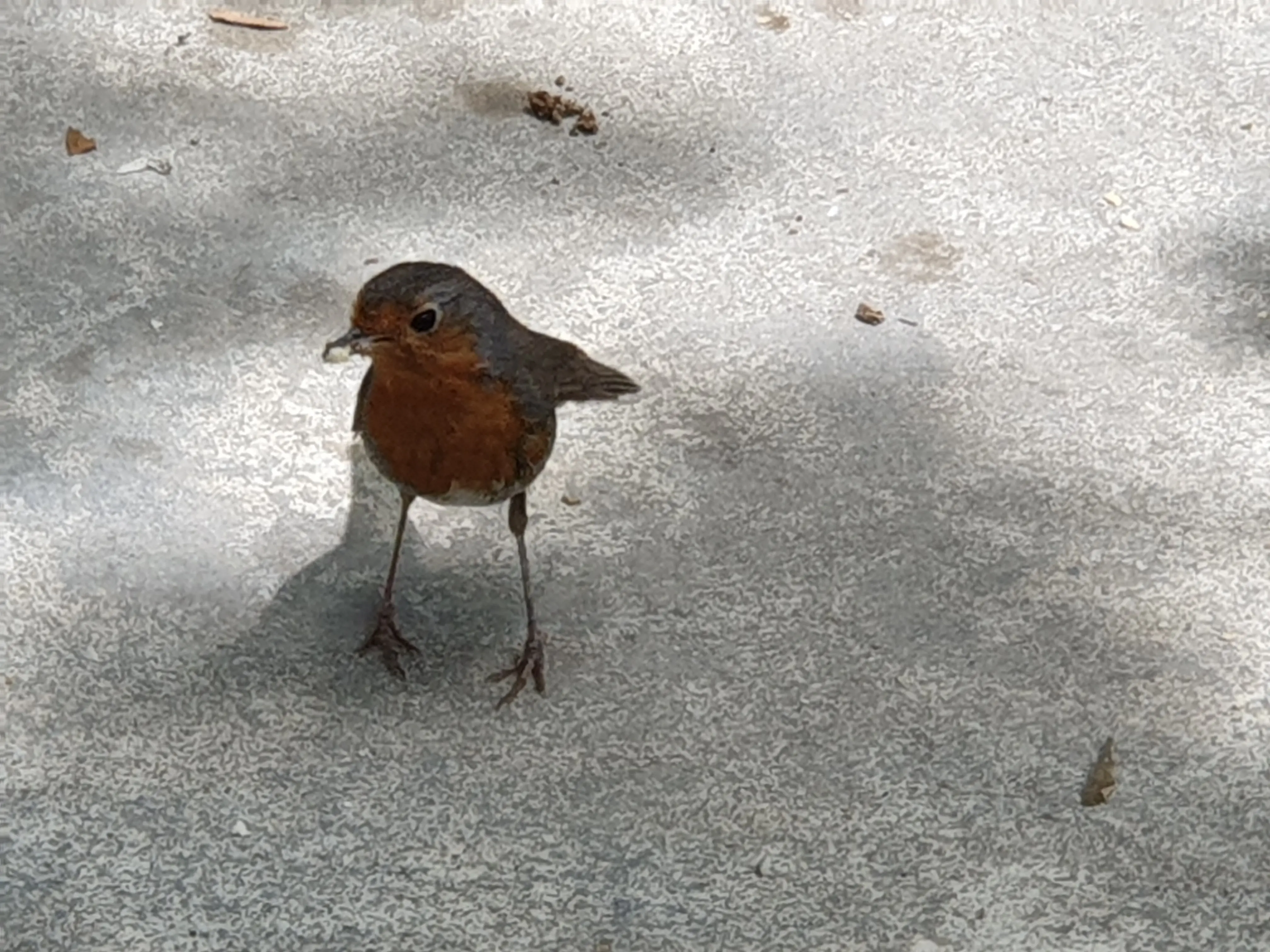 &Fotowelt - tiere\voegel