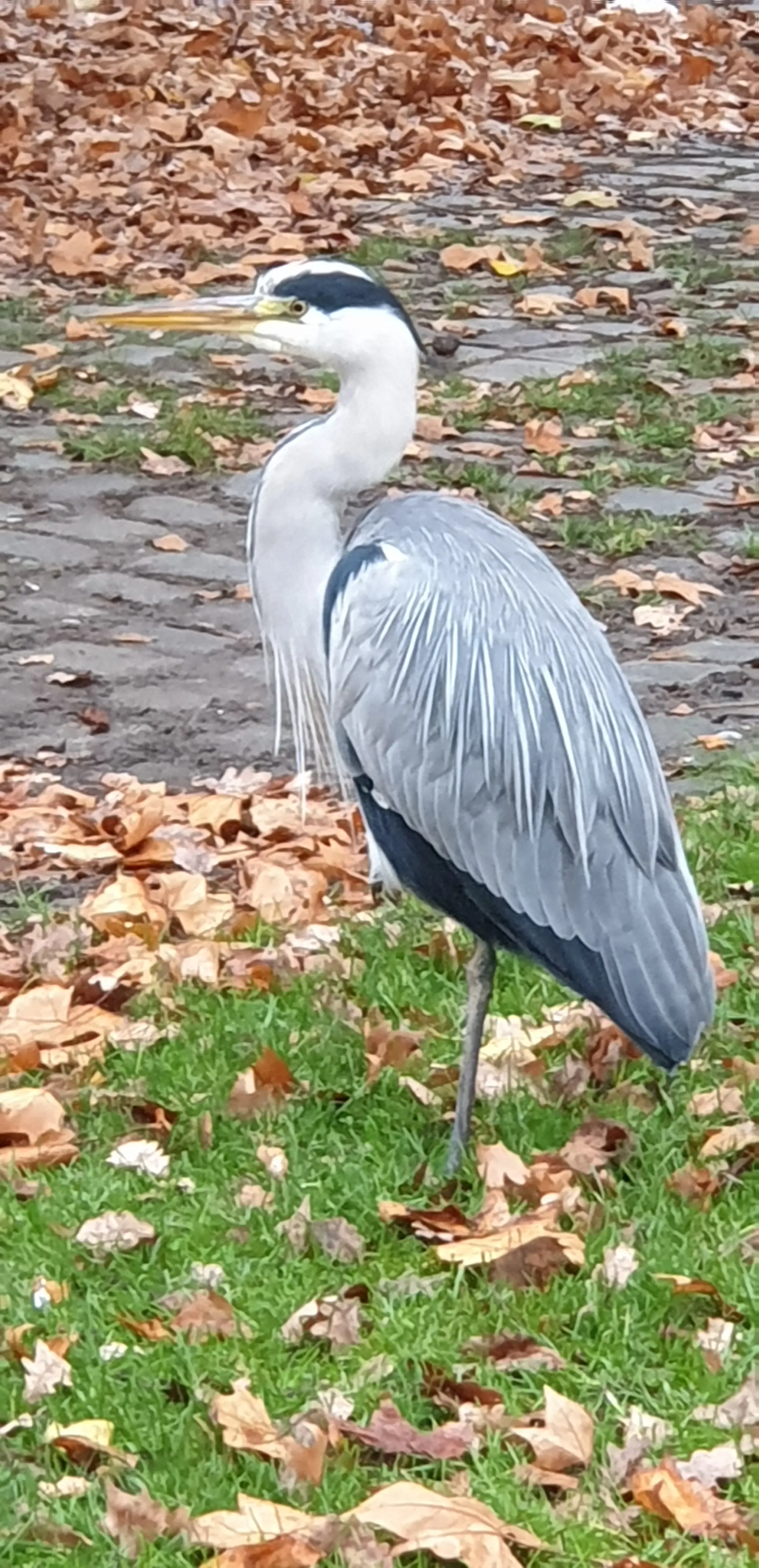 &Fotowelt - tiere\voegel